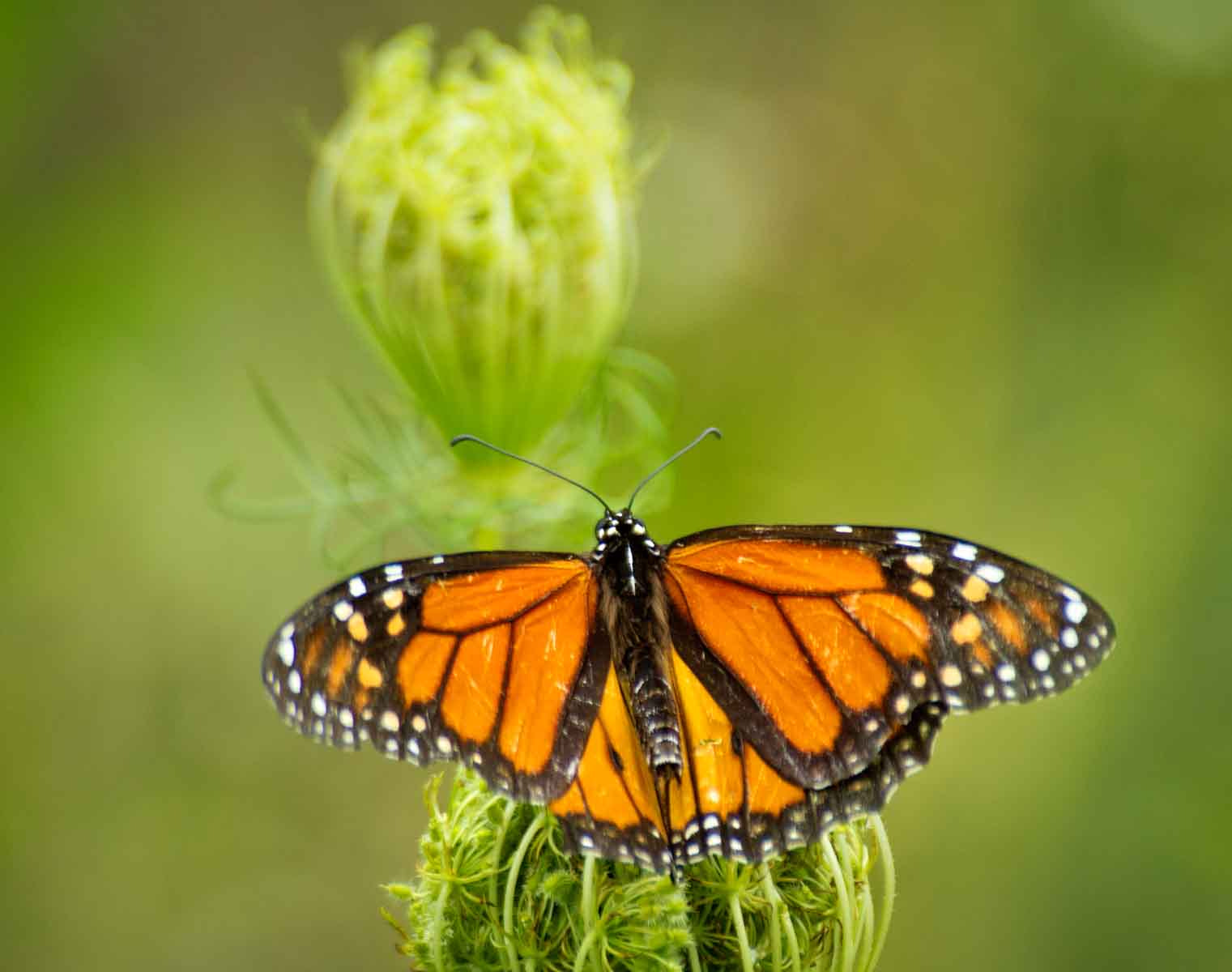 Sony Alpha DSLR-A500 + Sony DT 55-300mm F4.5-5.6 SAM sample photo. Monarch on queen anne's lace photography