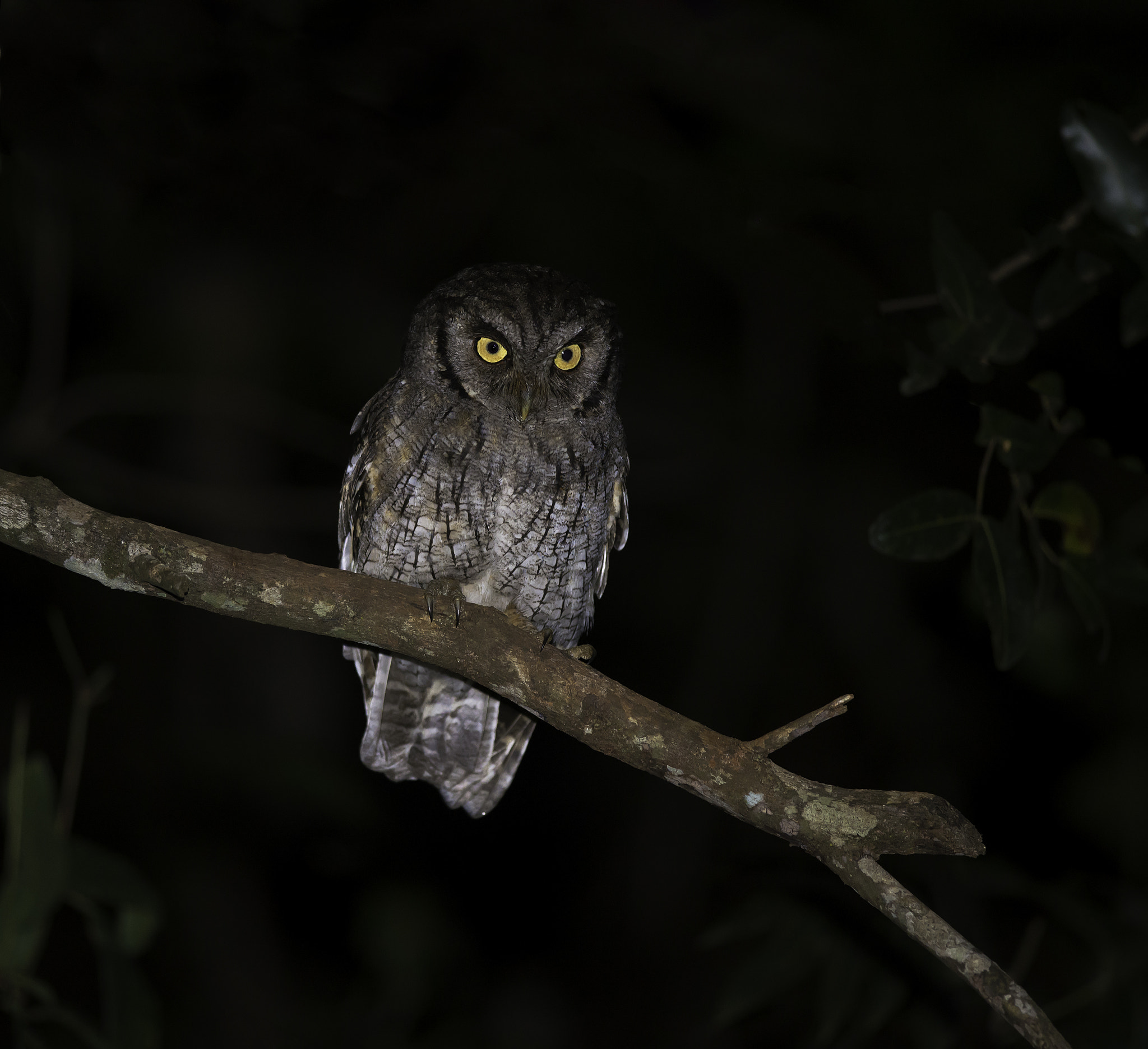 Nikon AF-S Nikkor 300mm F4D ED-IF sample photo. Choliba photography