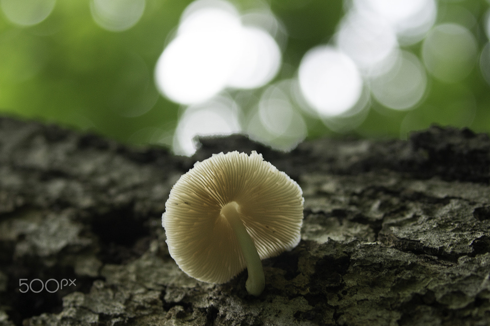 Canon EOS 700D (EOS Rebel T5i / EOS Kiss X7i) sample photo. Mushroom photography