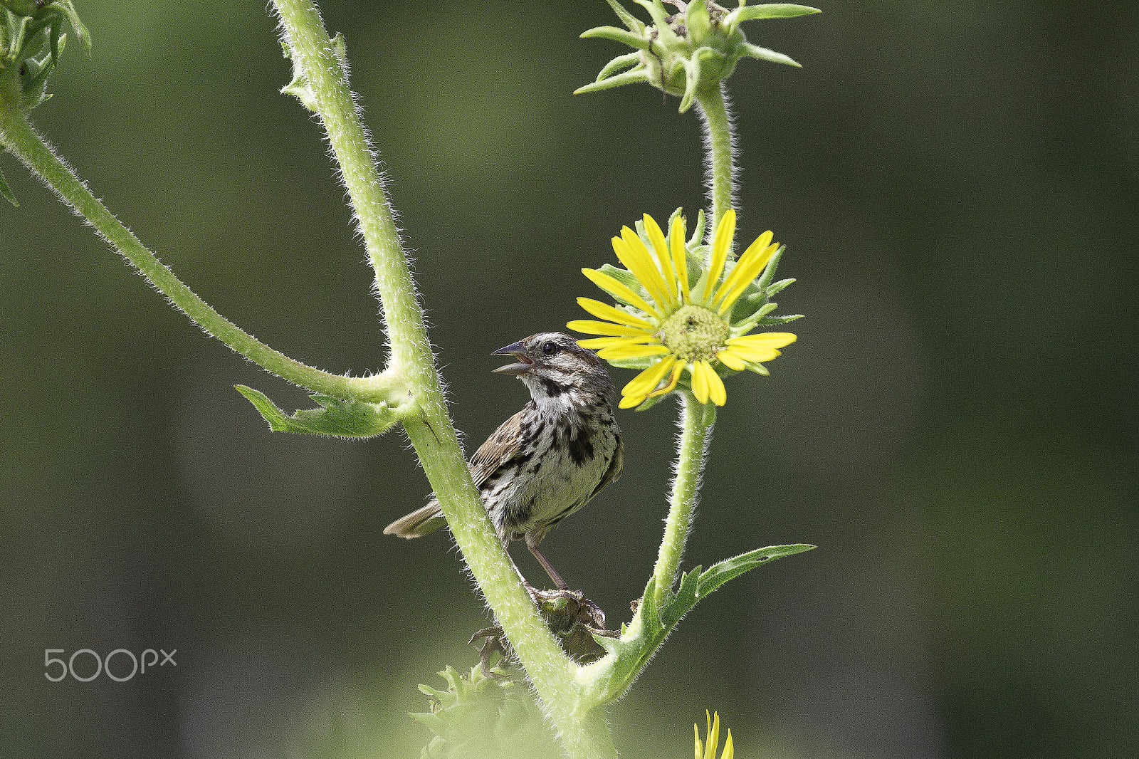 Canon EOS 700D (EOS Rebel T5i / EOS Kiss X7i) sample photo. Bird in the flowers photography