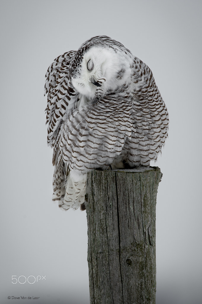 Nikon D3S + Nikon AF-S Nikkor 600mm F4G ED VR sample photo. Snowy owl photography