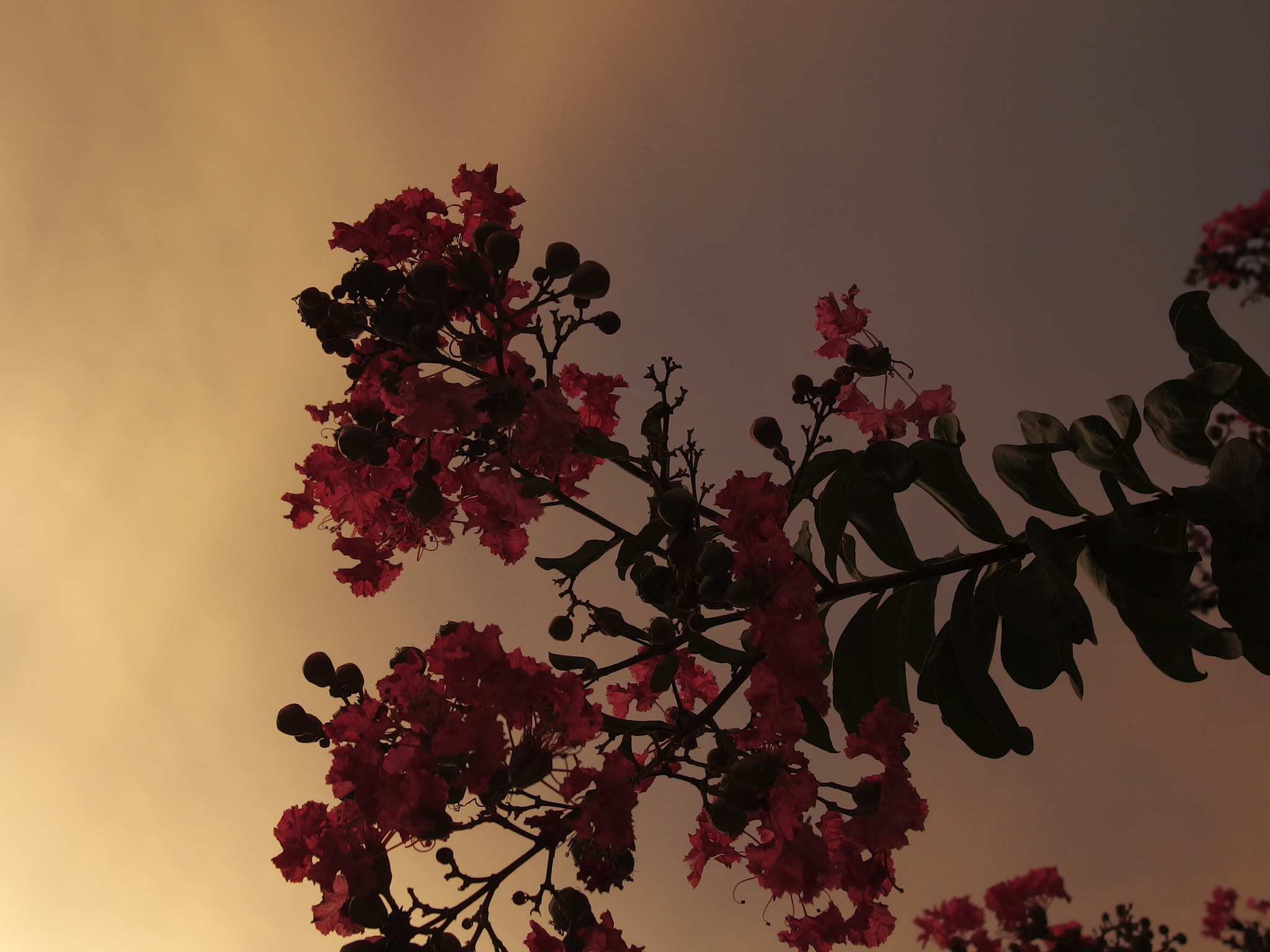 PENTAX RICOH IMAGING PENTAX MX-1 sample photo. Crepe myrtle photography
