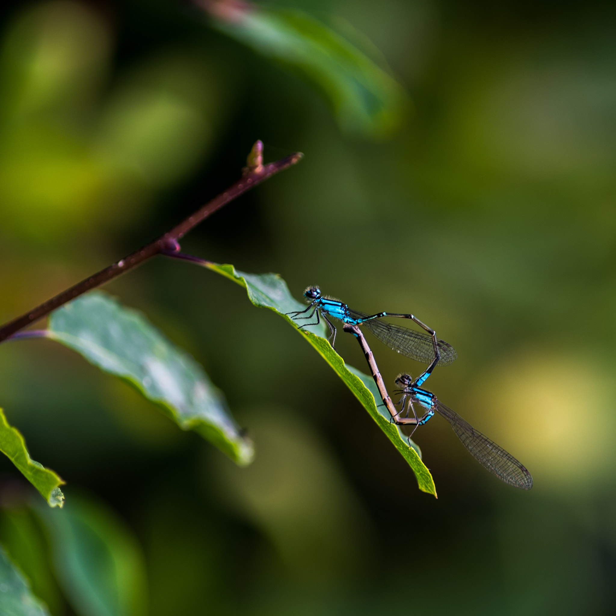 Nikon D810 + Nikon AF Micro-Nikkor 200mm F4D ED-IF sample photo. Skimming bluet damselflies mating photography