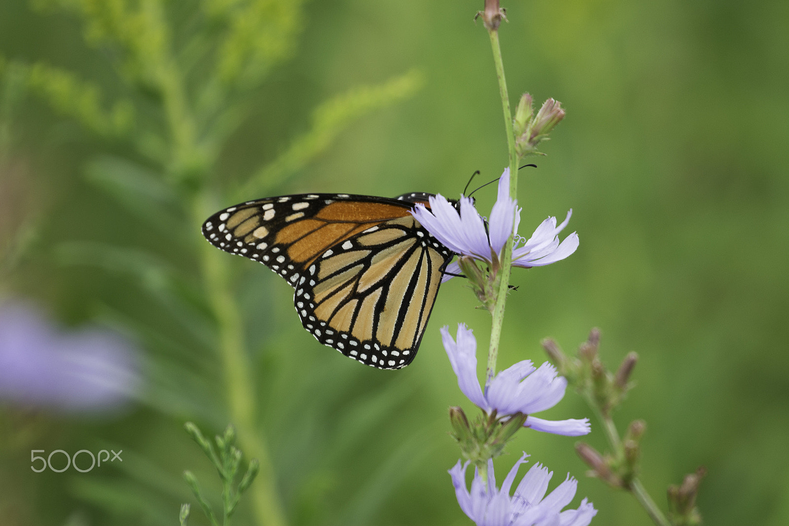 Canon EOS 700D (EOS Rebel T5i / EOS Kiss X7i) sample photo. Monarch in the flowers photography