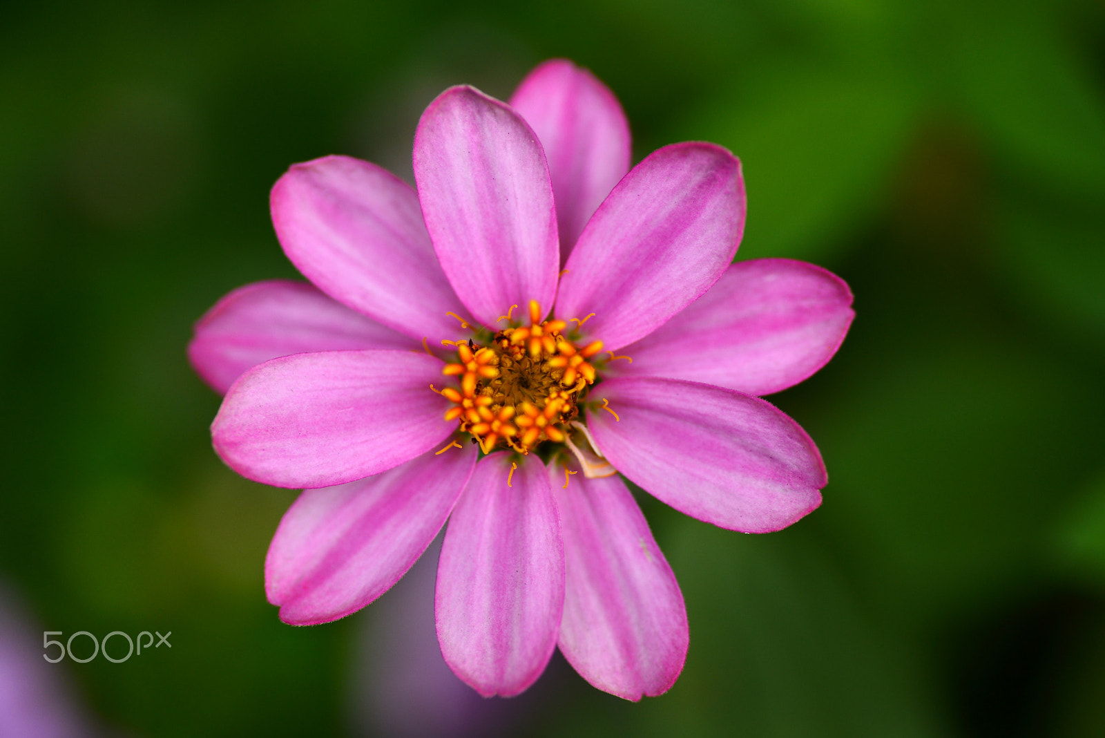Nikon D600 sample photo. Pink zinnia photography