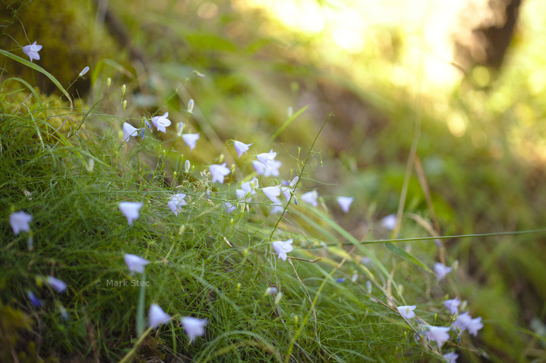 Canon EOS 5D Mark II sample photo. Tiny flowers photography