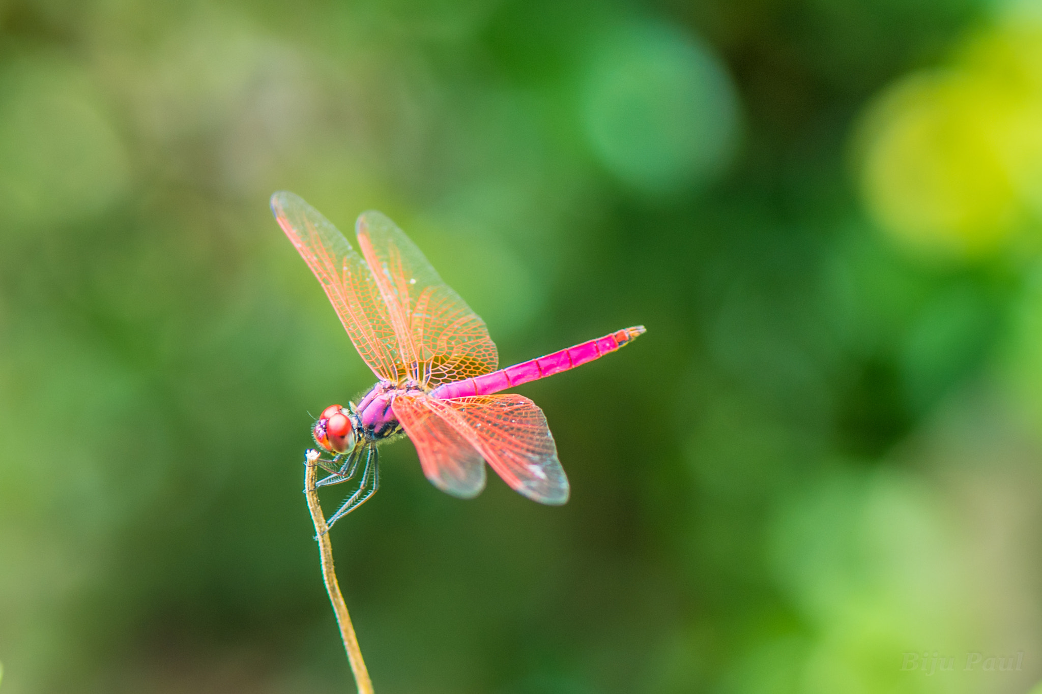 Nikon AF-S Micro-Nikkor 105mm F2.8G IF-ED VR sample photo. Pink dragon photography