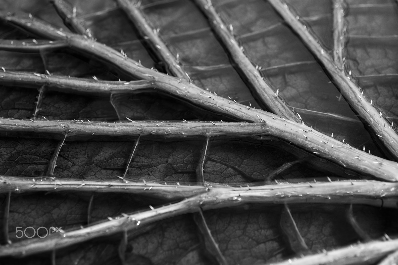 Canon EOS 600D (Rebel EOS T3i / EOS Kiss X5) + Canon EF 50mm F2.5 Macro sample photo. Water lily leaf photography