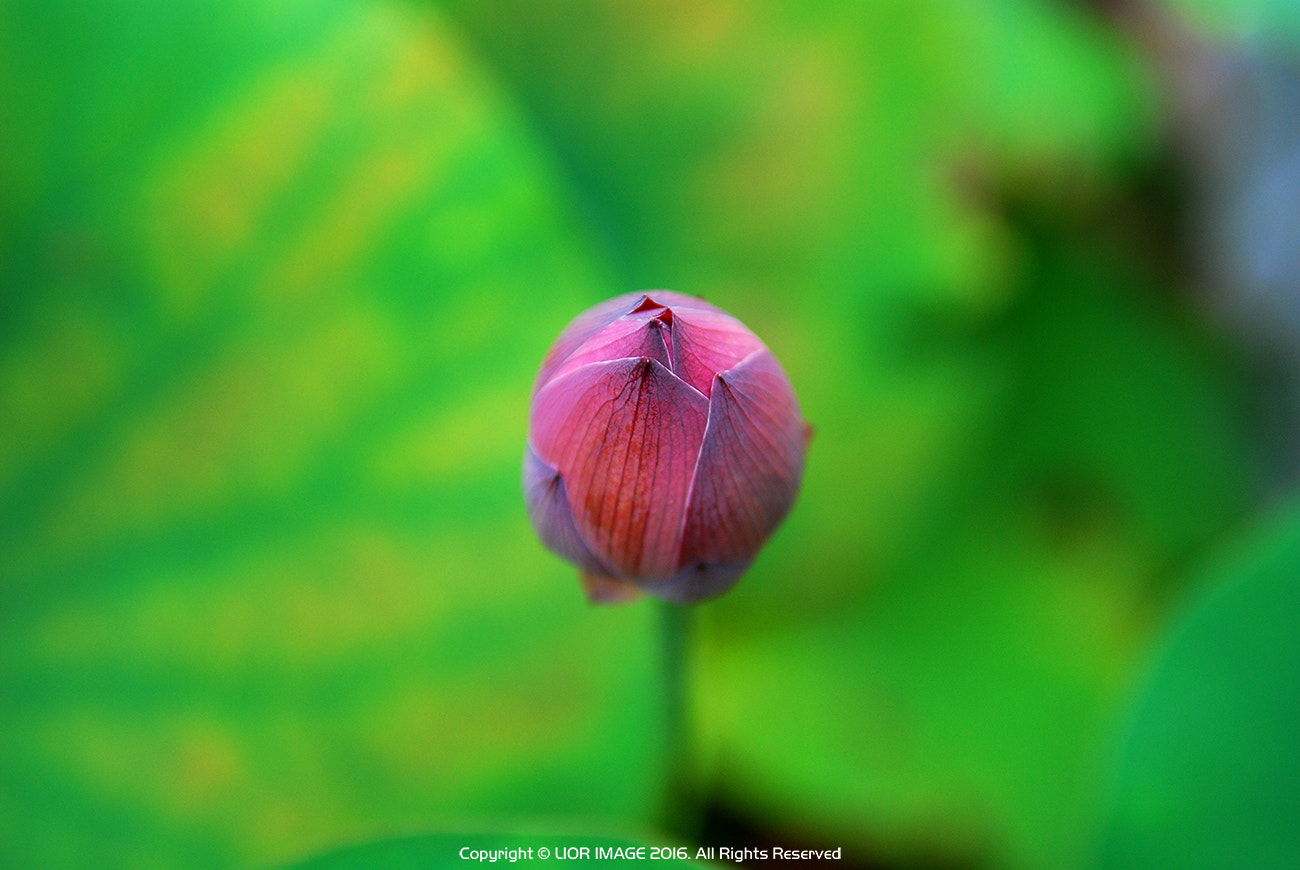 Nikon D80 sample photo. Lotus flower photography