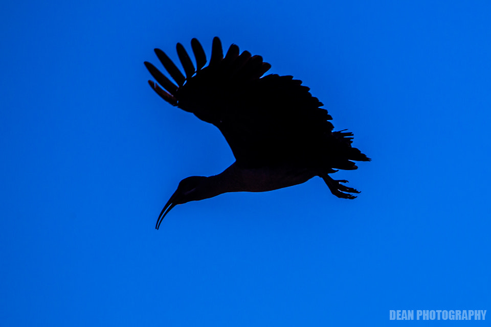 Canon EOS-1D Mark IV sample photo. Flying ibis photography