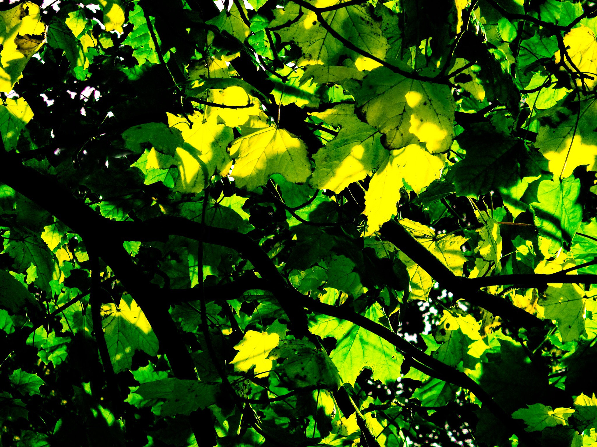 Sony Cyber-shot DSC-TX30 sample photo. Sunlight through green and yellow leaves photography