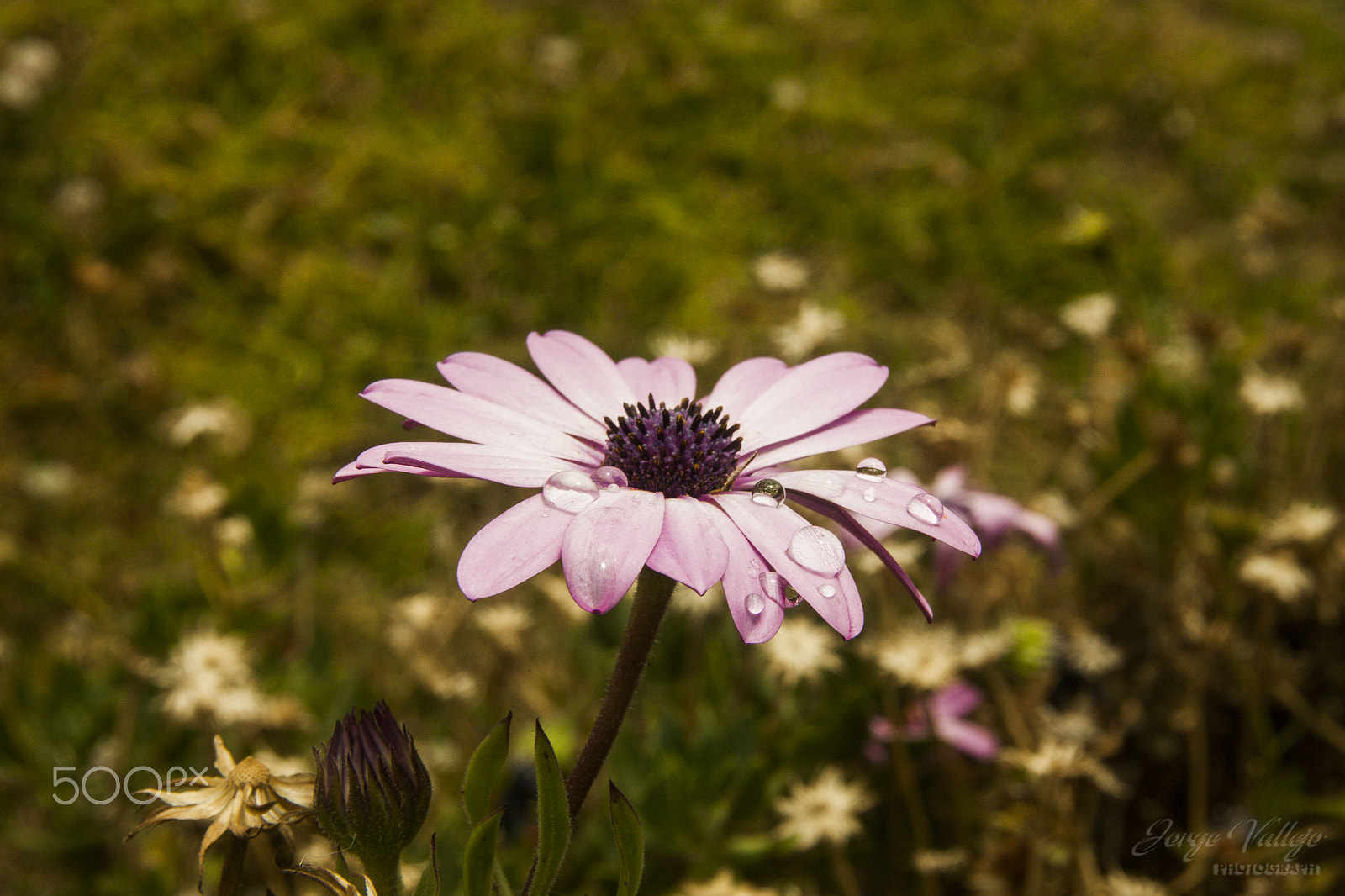 Canon EF 35-80mm f/4-5.6 sample photo. Contexto photography