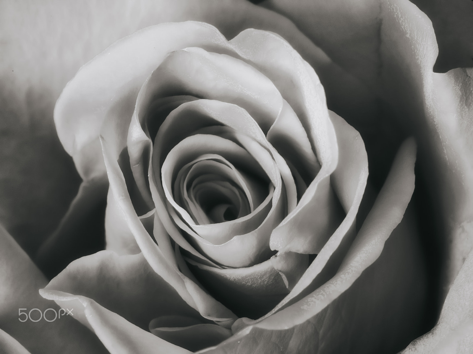 Pentax 645D + smc PENTAX-FA 645 Macro 120mm F4 sample photo. Red rose, pahrump, nv photography