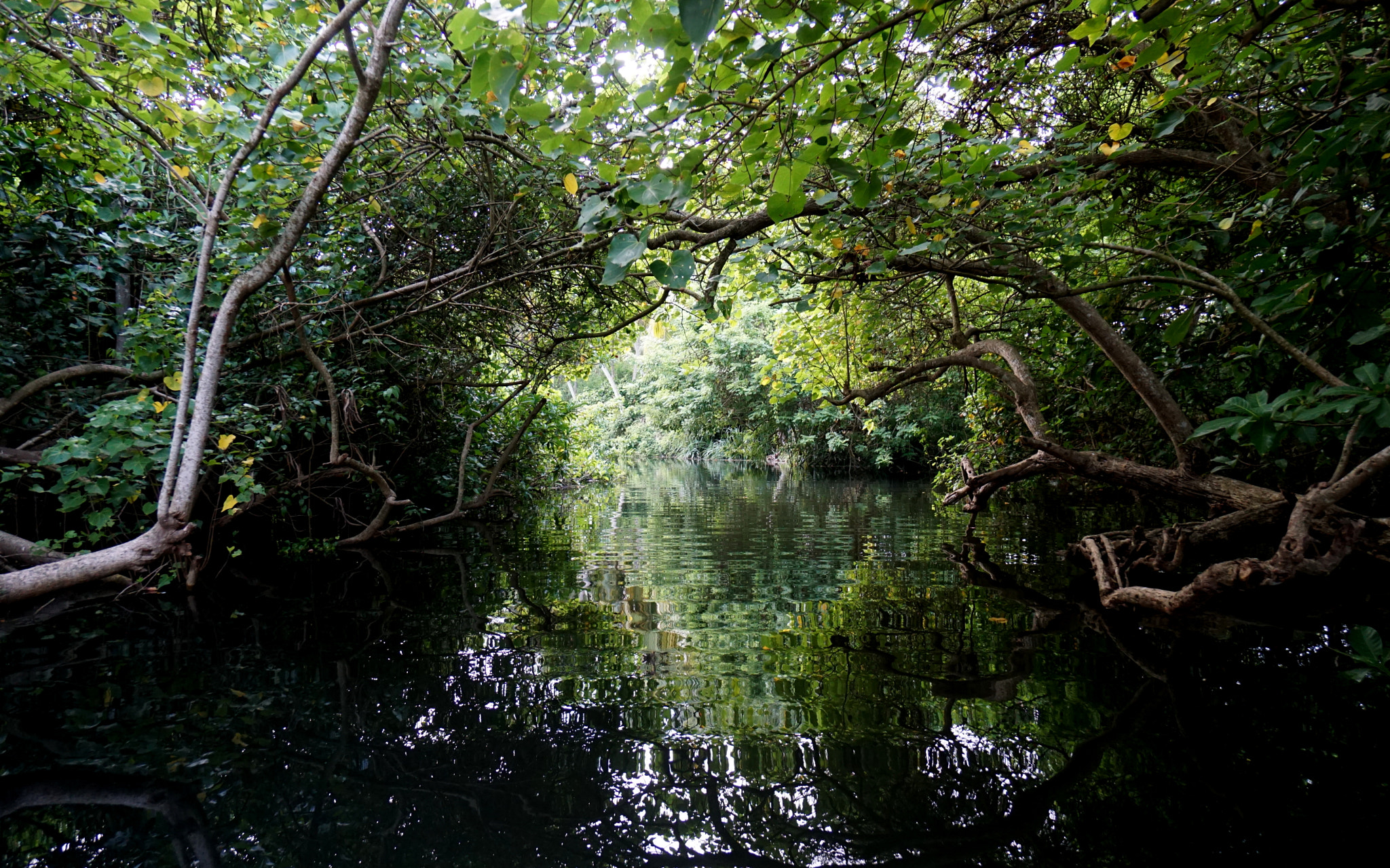 Sony a6000 + Sony E 10-18mm F4 OSS sample photo. Soothing backwaters of poovar photography