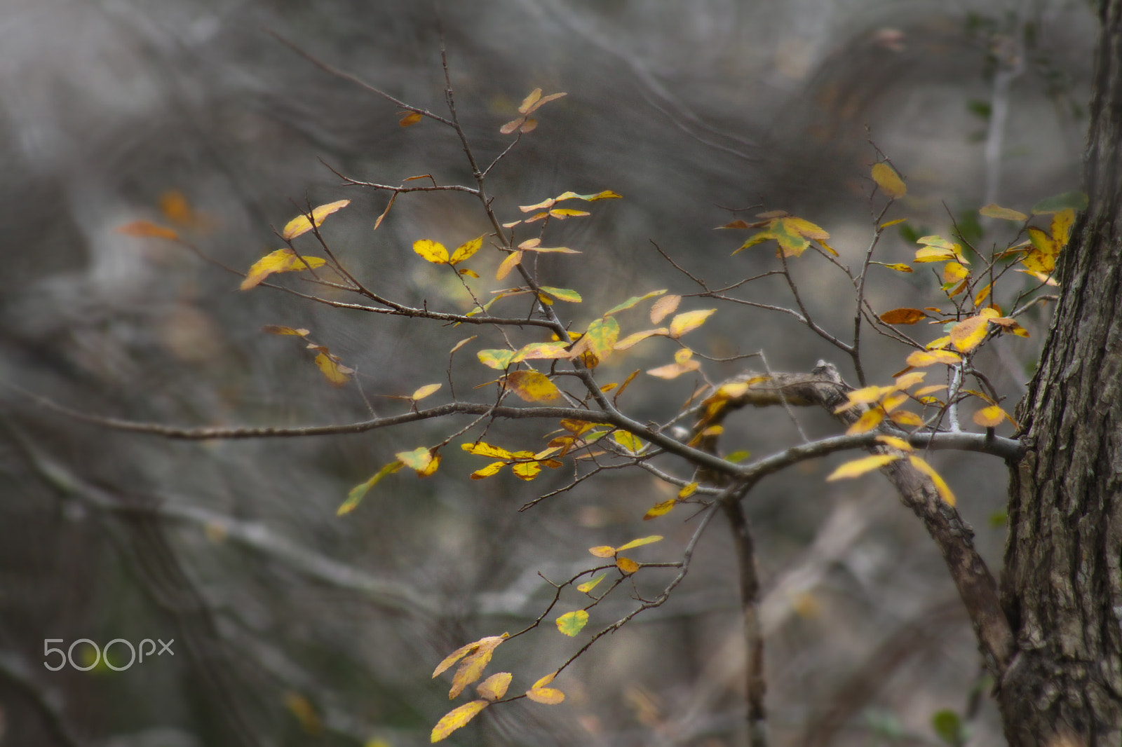 Canon EOS 50D + EF75-300mm f/4-5.6 sample photo. Don't go into the woods alone... photography