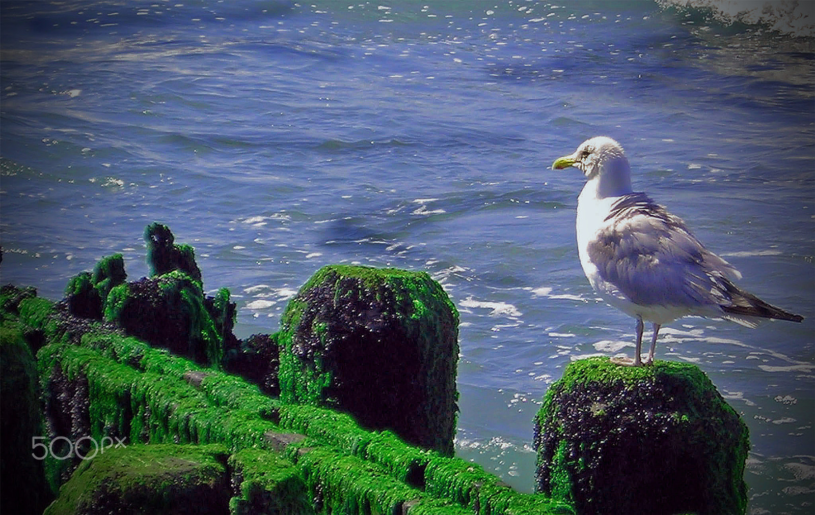 Nikon COOLPIX L3 sample photo. Seagull and seaweed -dscn0035_b photography
