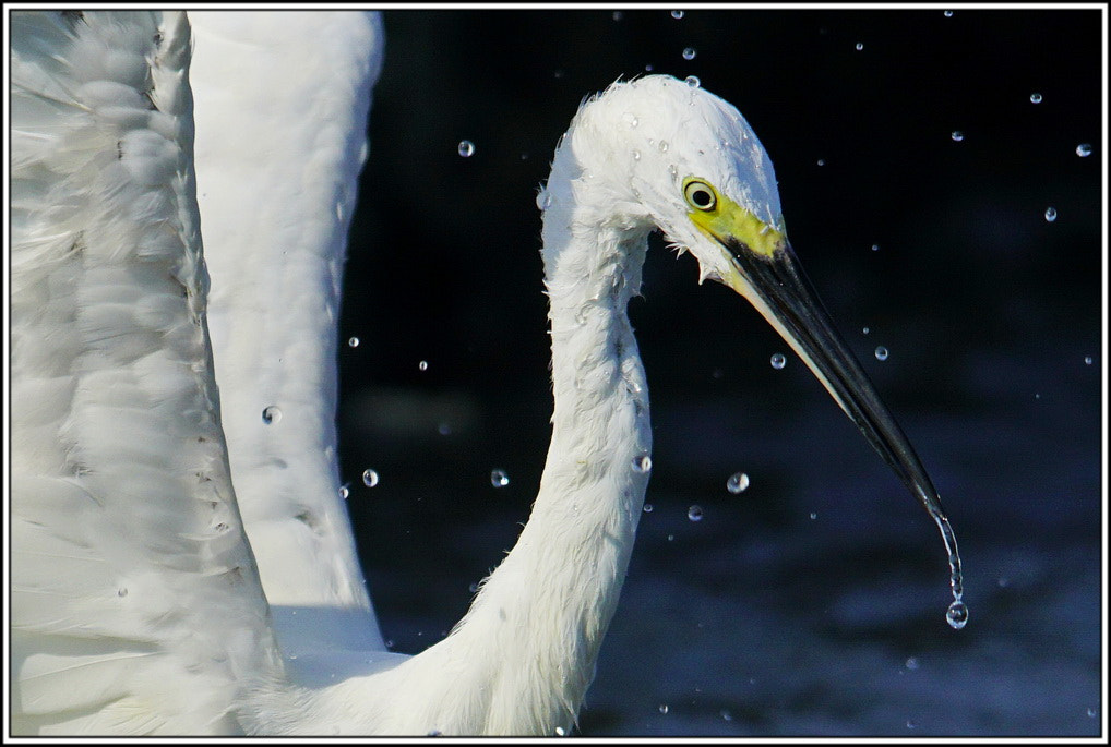 300mm F2.8 G sample photo. 鹭 photography