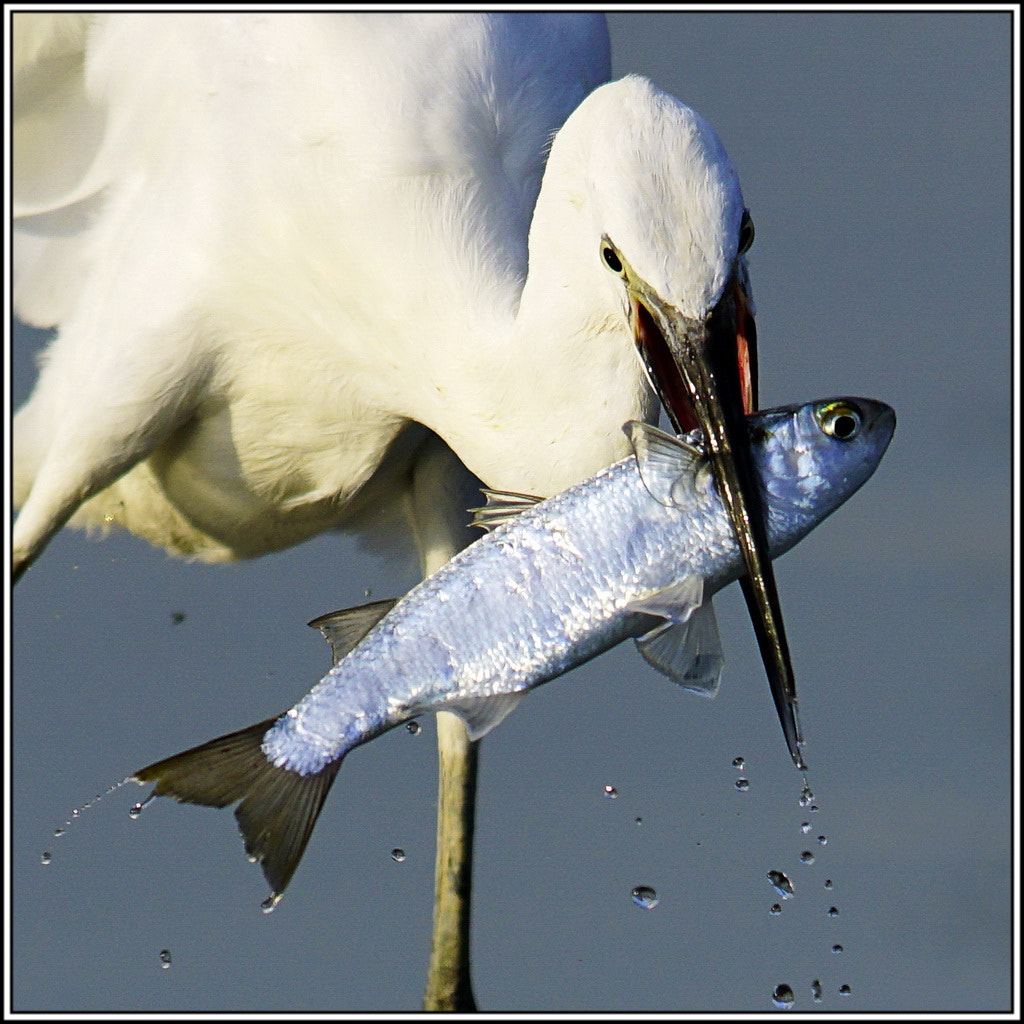 300mm F2.8 G sample photo. 小白鹭的午餐 photography