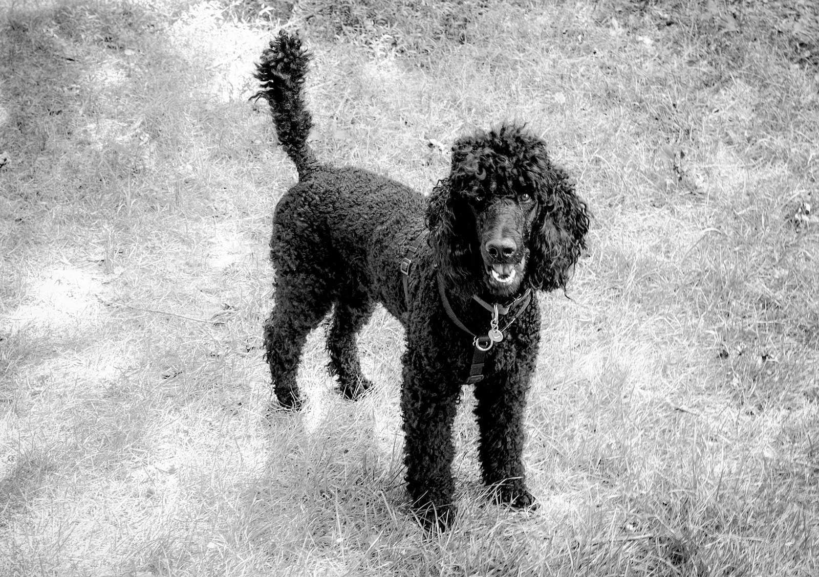Pentax K-5 IIs sample photo. Kyrr the wonder dog photography
