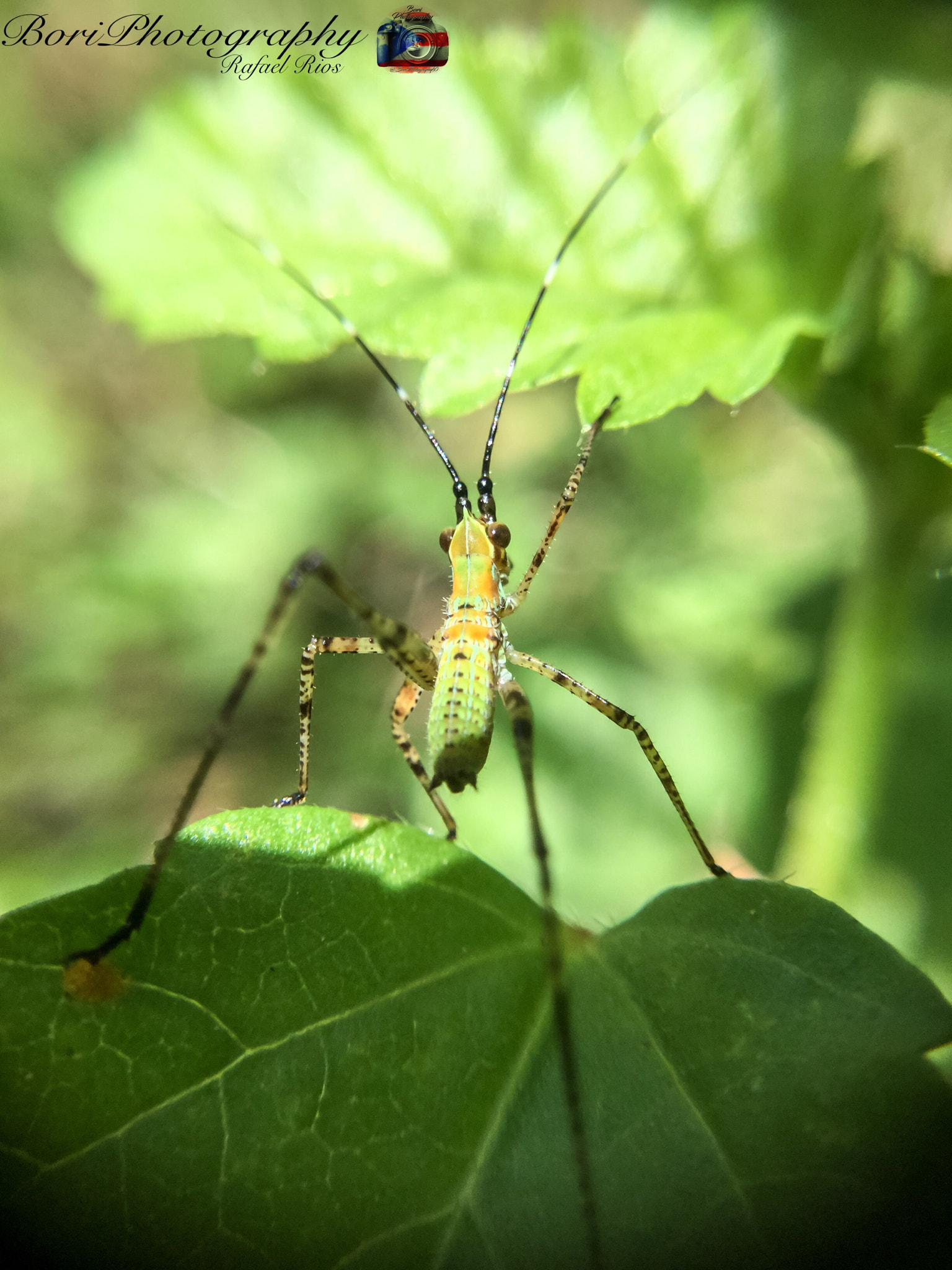 iPad Air 2 back camera 3.3mm f/2.4 sample photo. Love this. photography