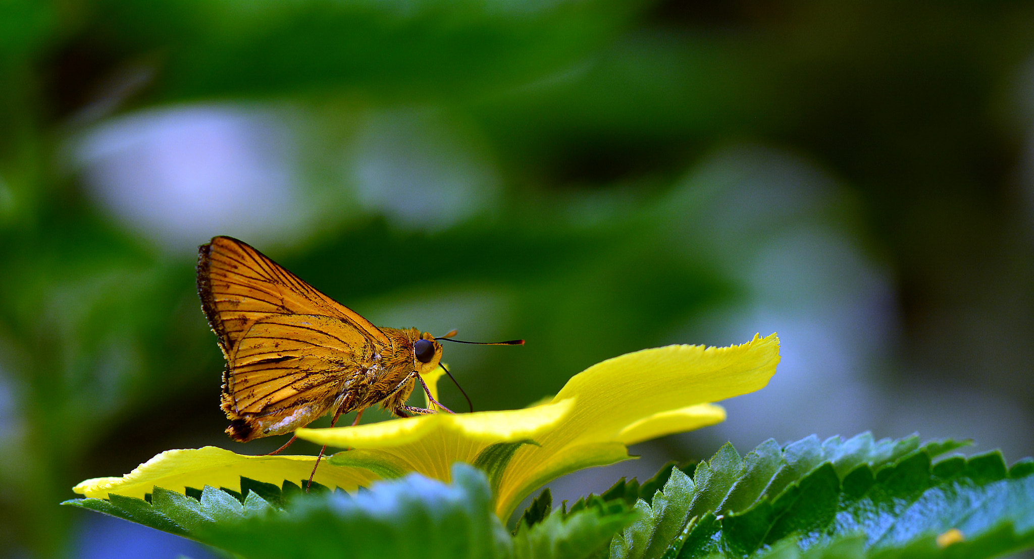 Nikon AF-S Micro-Nikkor 105mm F2.8G IF-ED VR sample photo. Alone at the table photography