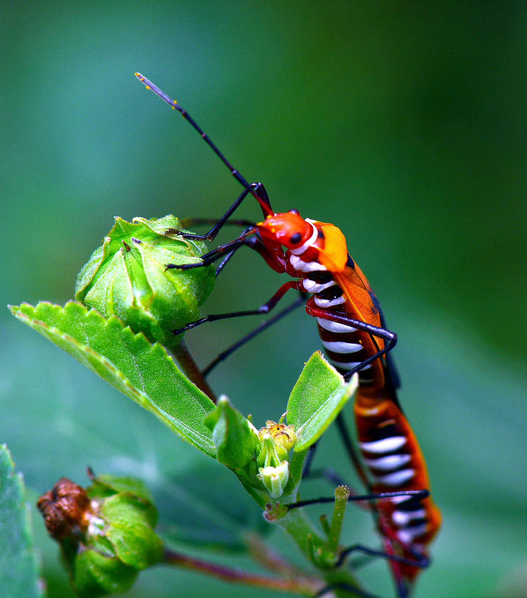 Nikon AF-S Micro-Nikkor 105mm F2.8G IF-ED VR sample photo. Cotton bugs having good time photography