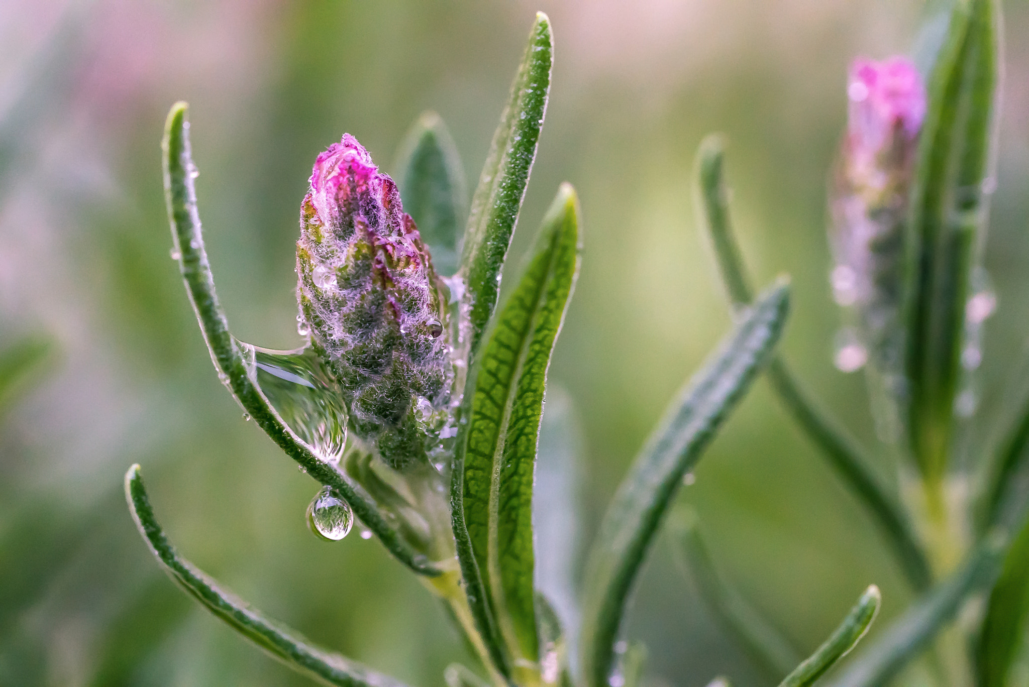 Sony a7S II + Sony FE 90mm F2.8 Macro G OSS sample photo. Spring photography