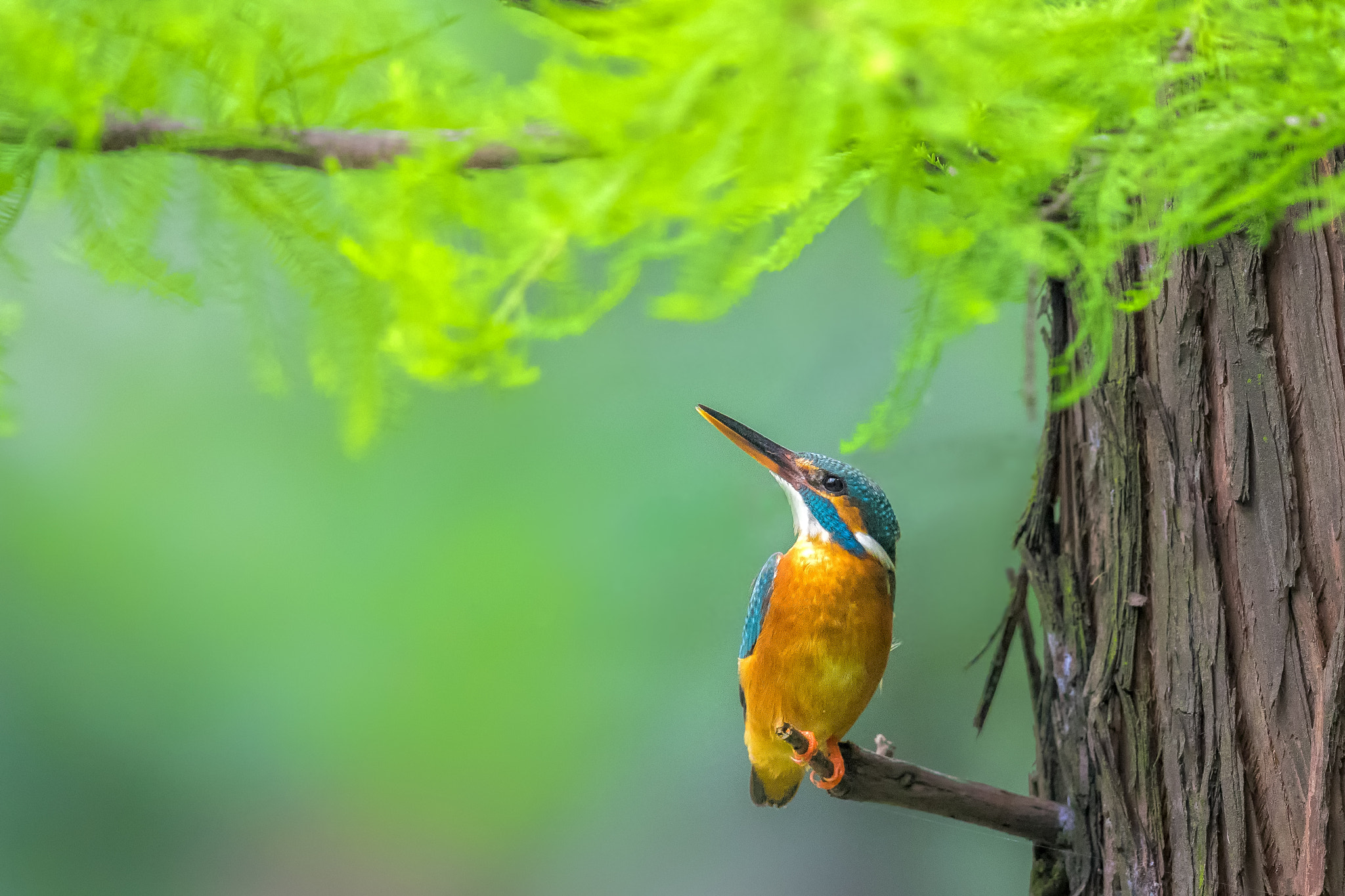 Canon EF 600mm F4L IS II USM sample photo. Look-up photography