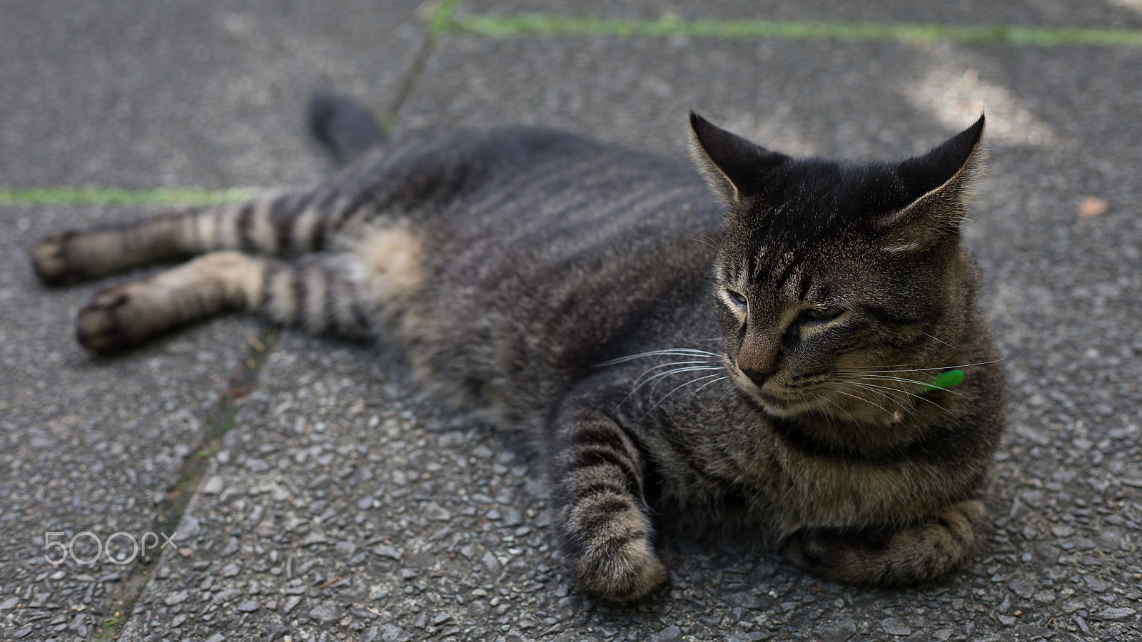 Canon EOS-1D X sample photo. Tiger's soul in a tiny body. photography