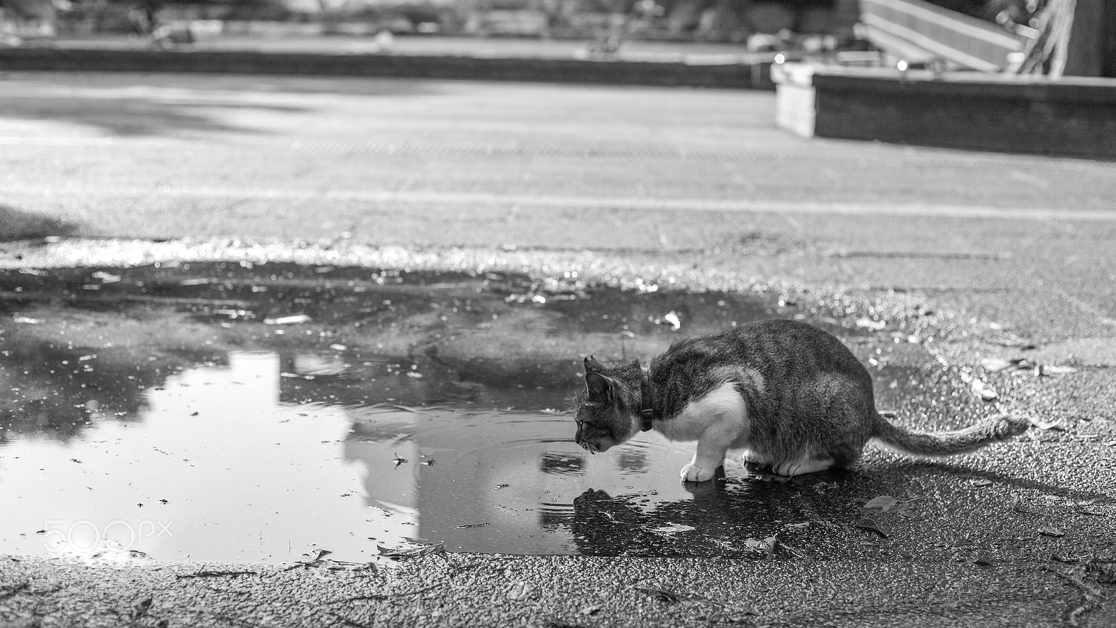Canon EOS-1D X sample photo. Bw photography