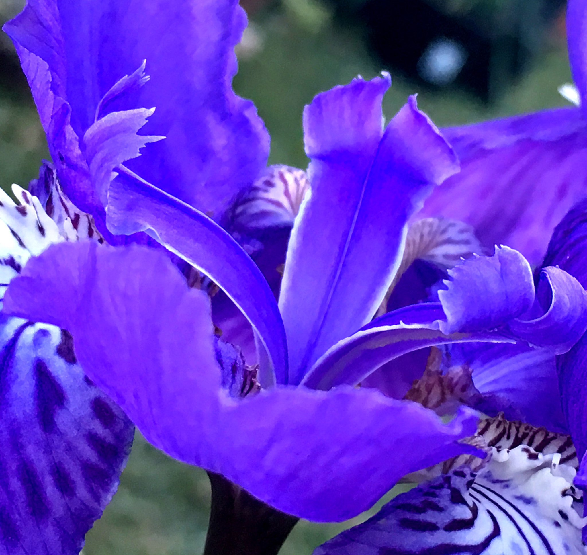 Apple iPhone8,1 sample photo. Iris in my garden. photography
