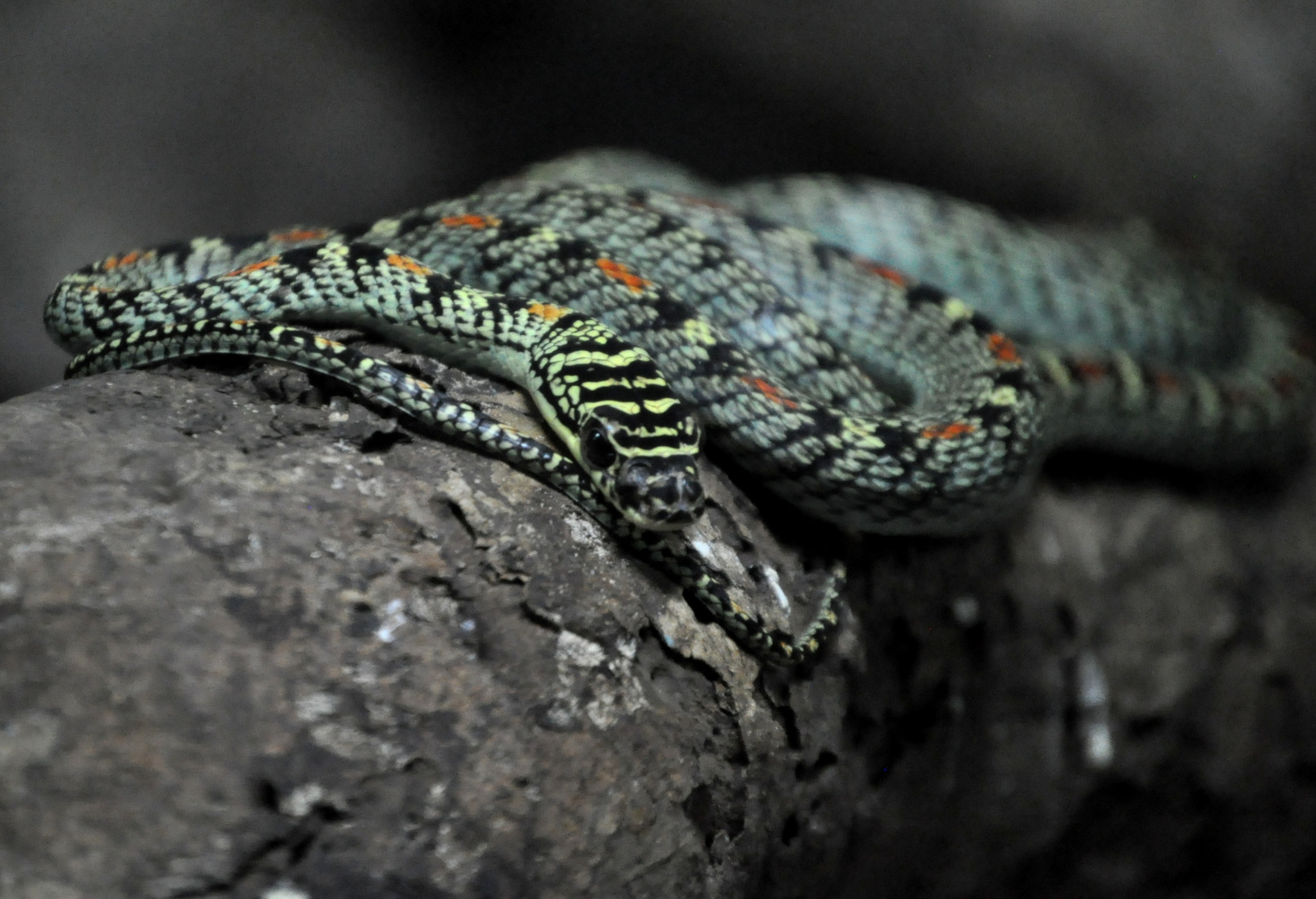 Nikon D5000 sample photo. Lazy serpent  photography