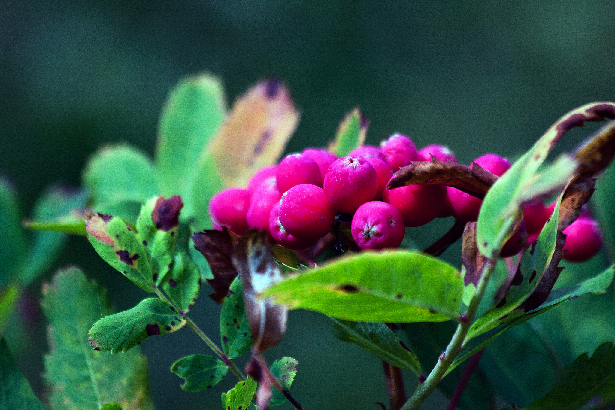 Canon EF 70-300mm F4-5.6 IS USM sample photo. Huckle berry photography