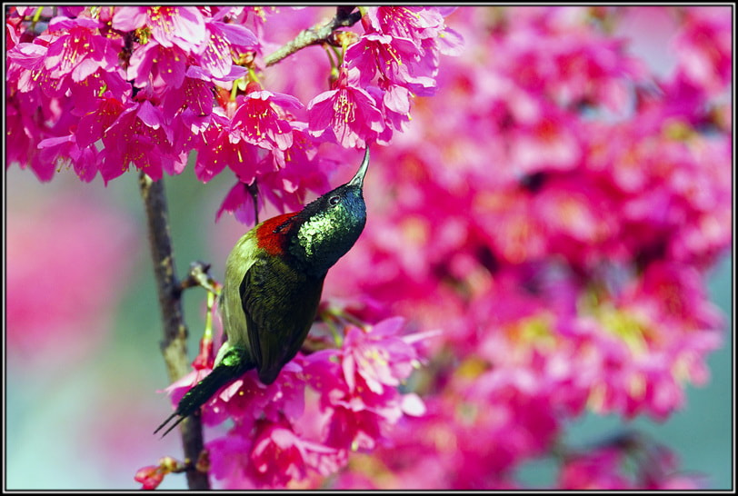 300mm F2.8 G sample photo. 太阳鸟与山樱花 photography