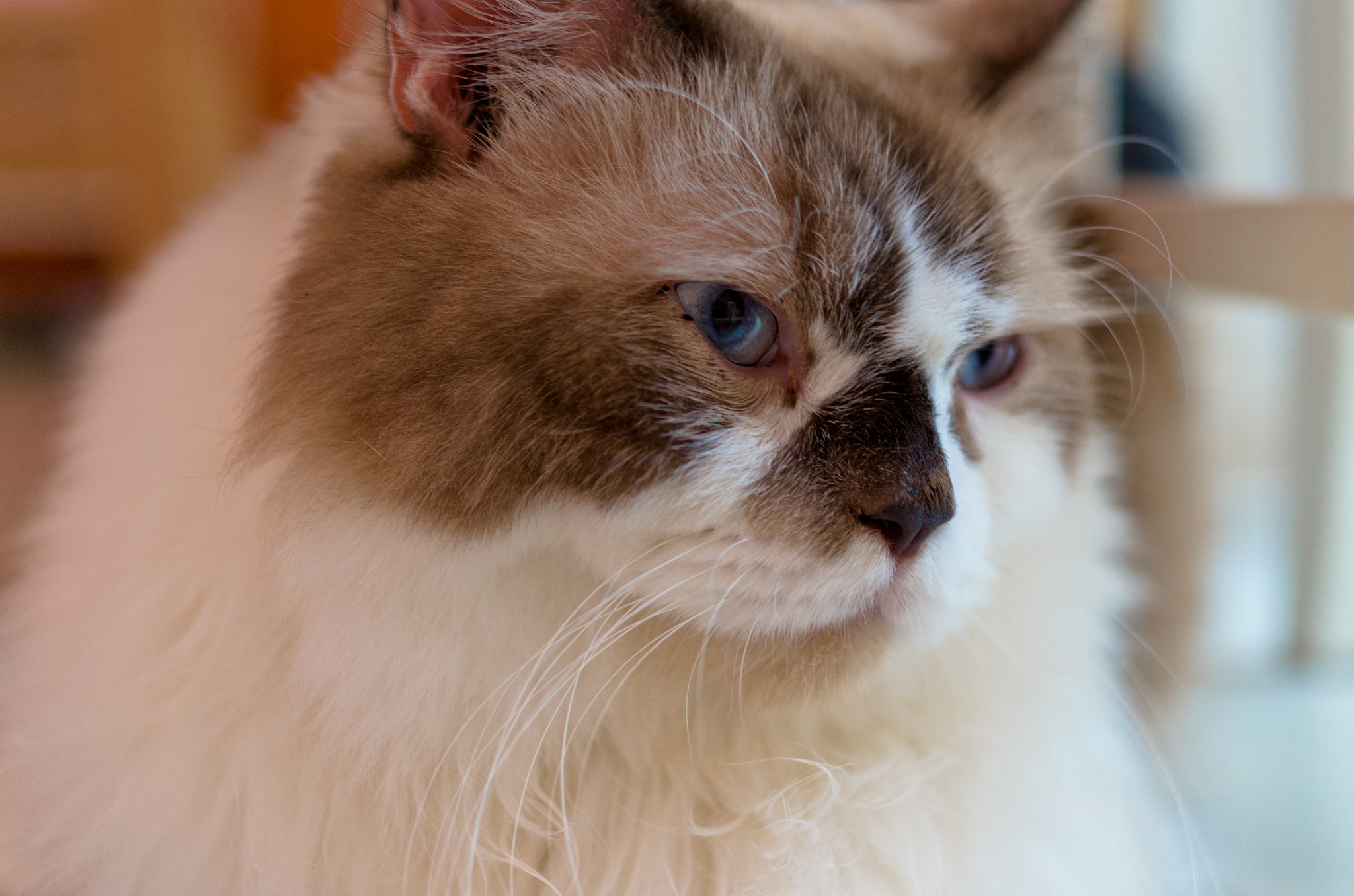 Pentax K-50 + Pentax smc DA 35mm F2.4 AL sample photo. Cat photography