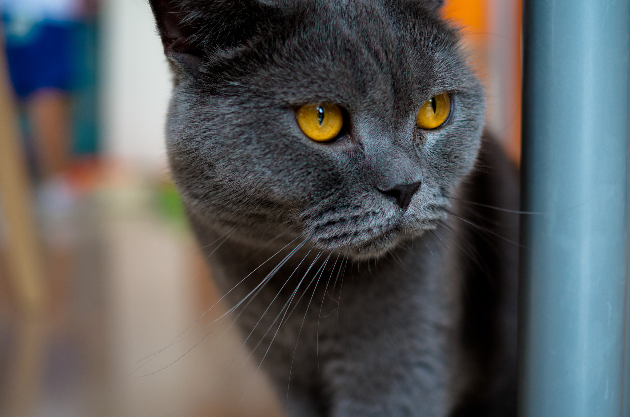Pentax K-50 + Pentax smc DA 35mm F2.4 AL sample photo. Cat photography