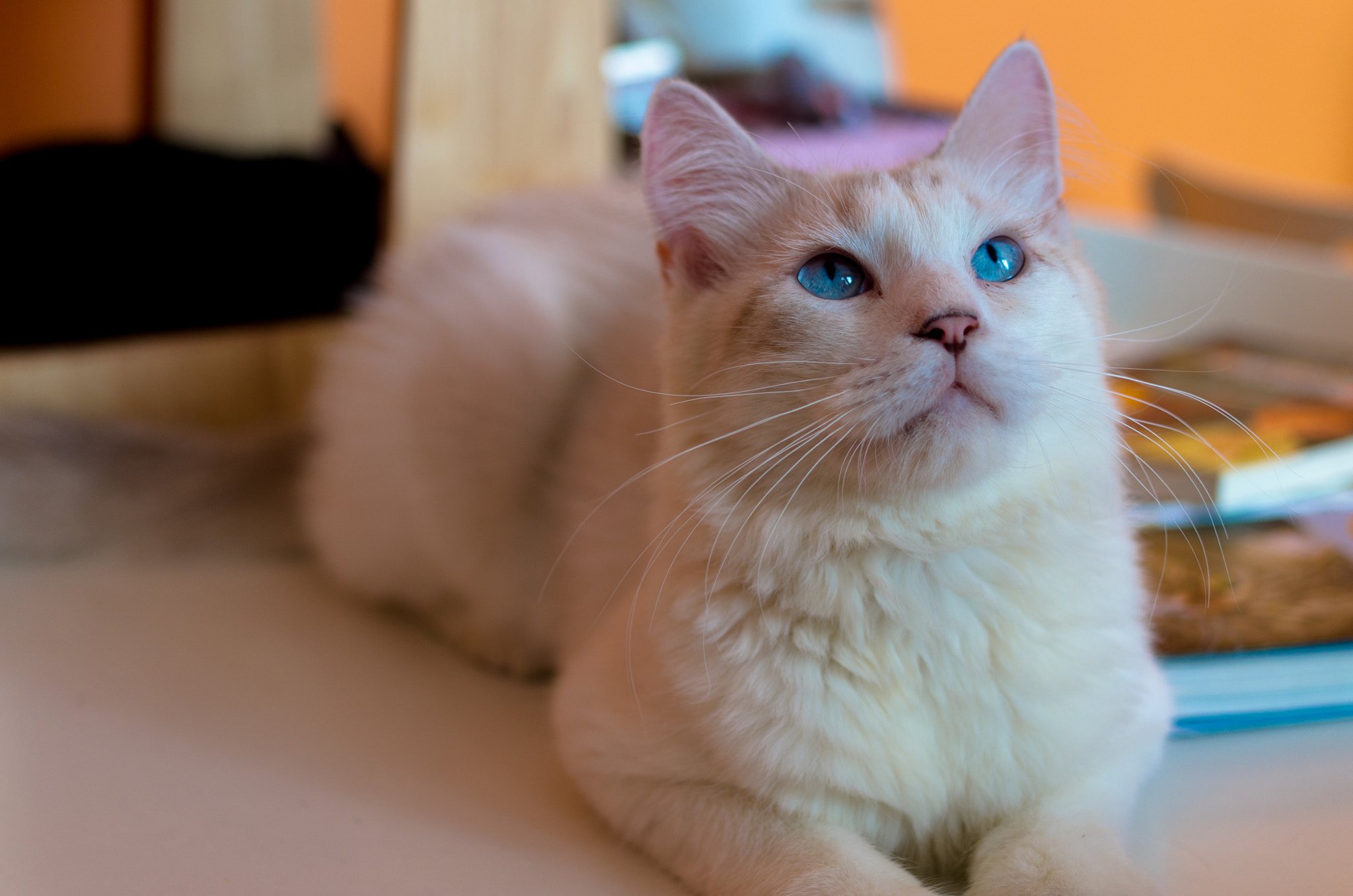 Pentax K-50 + Pentax smc DA 35mm F2.4 AL sample photo. Cat photography