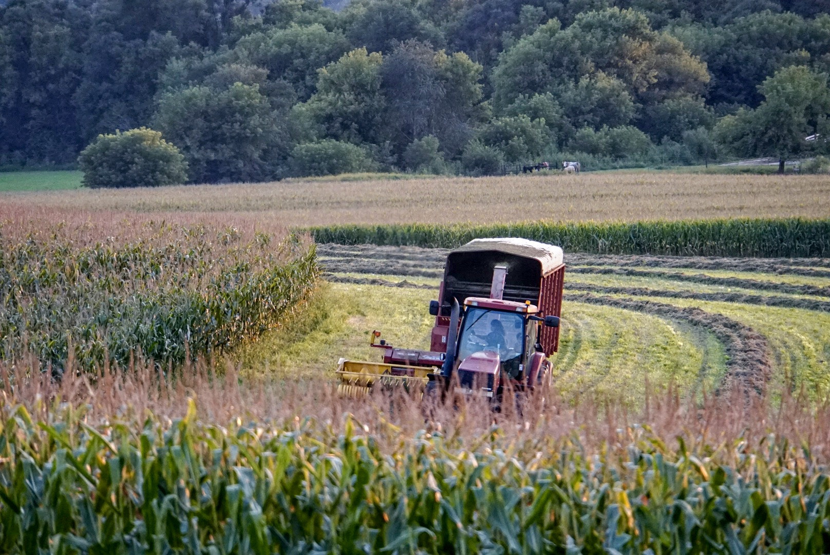 Sony E 18-200mm F3.5-6.3 OSS sample photo. Time to chop the hay photography