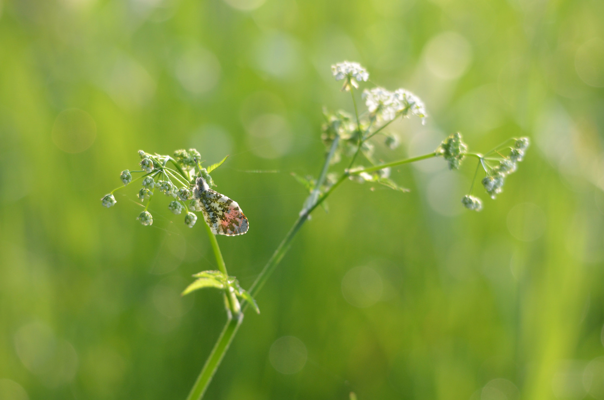 Sigma 150-500mm F5-6.3 DG OS HSM sample photo. Resting in the morning sun photography