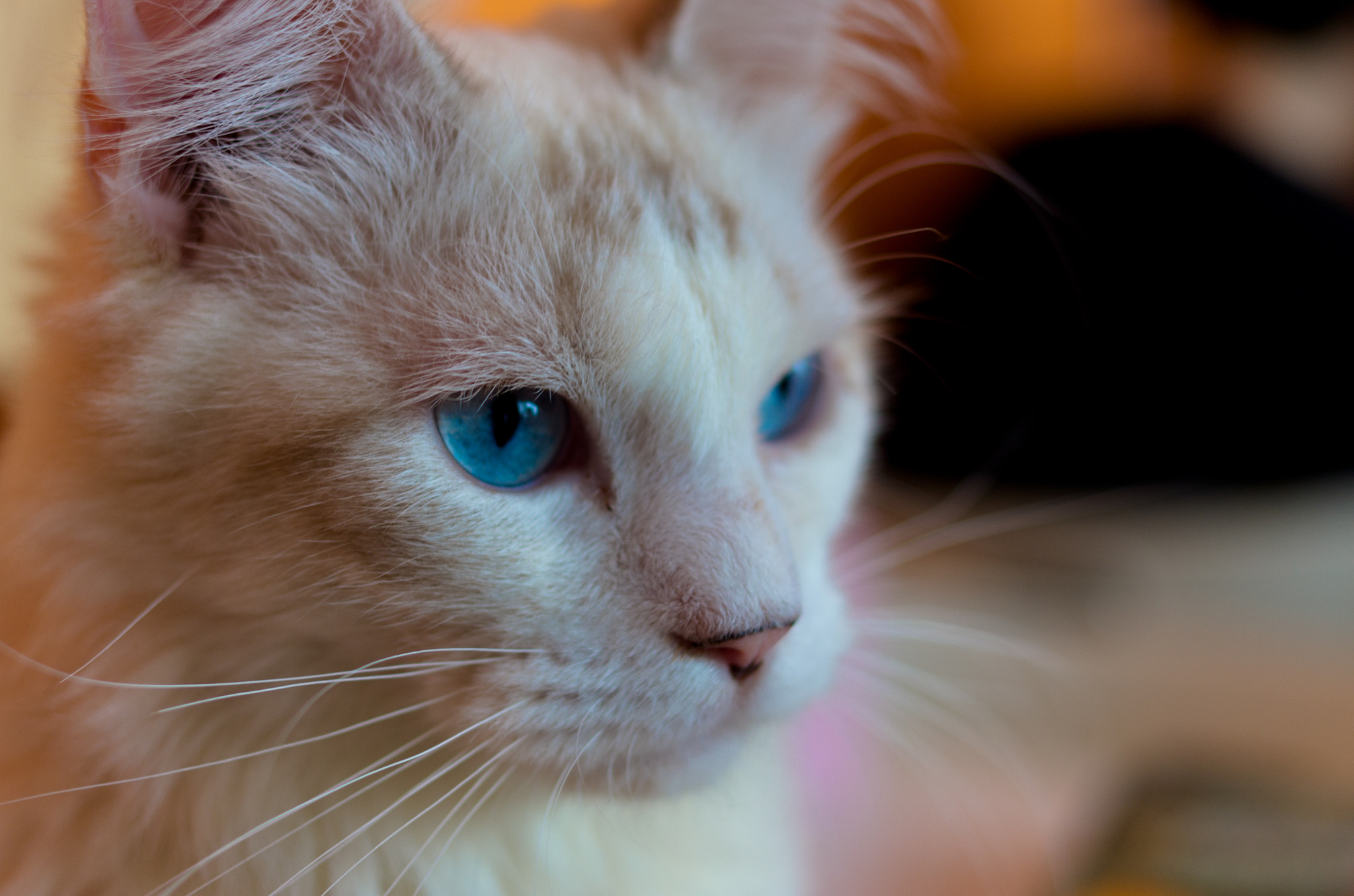 Pentax K-50 + Pentax smc DA 35mm F2.4 AL sample photo. Cat photography