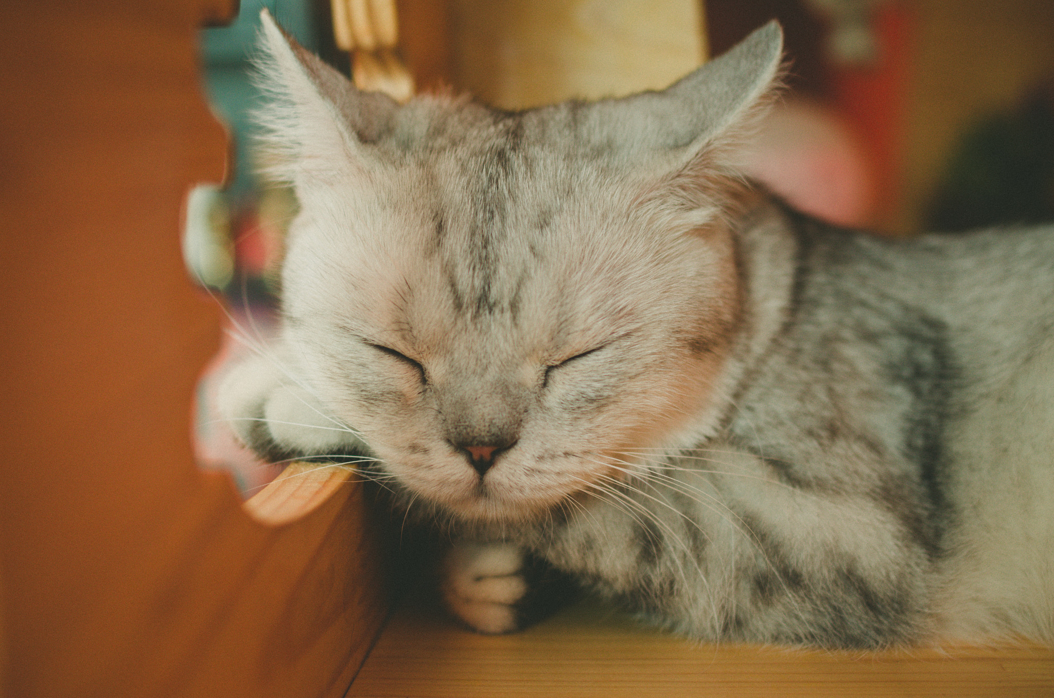 Pentax K-50 + Pentax smc DA 35mm F2.4 AL sample photo. Cat photography