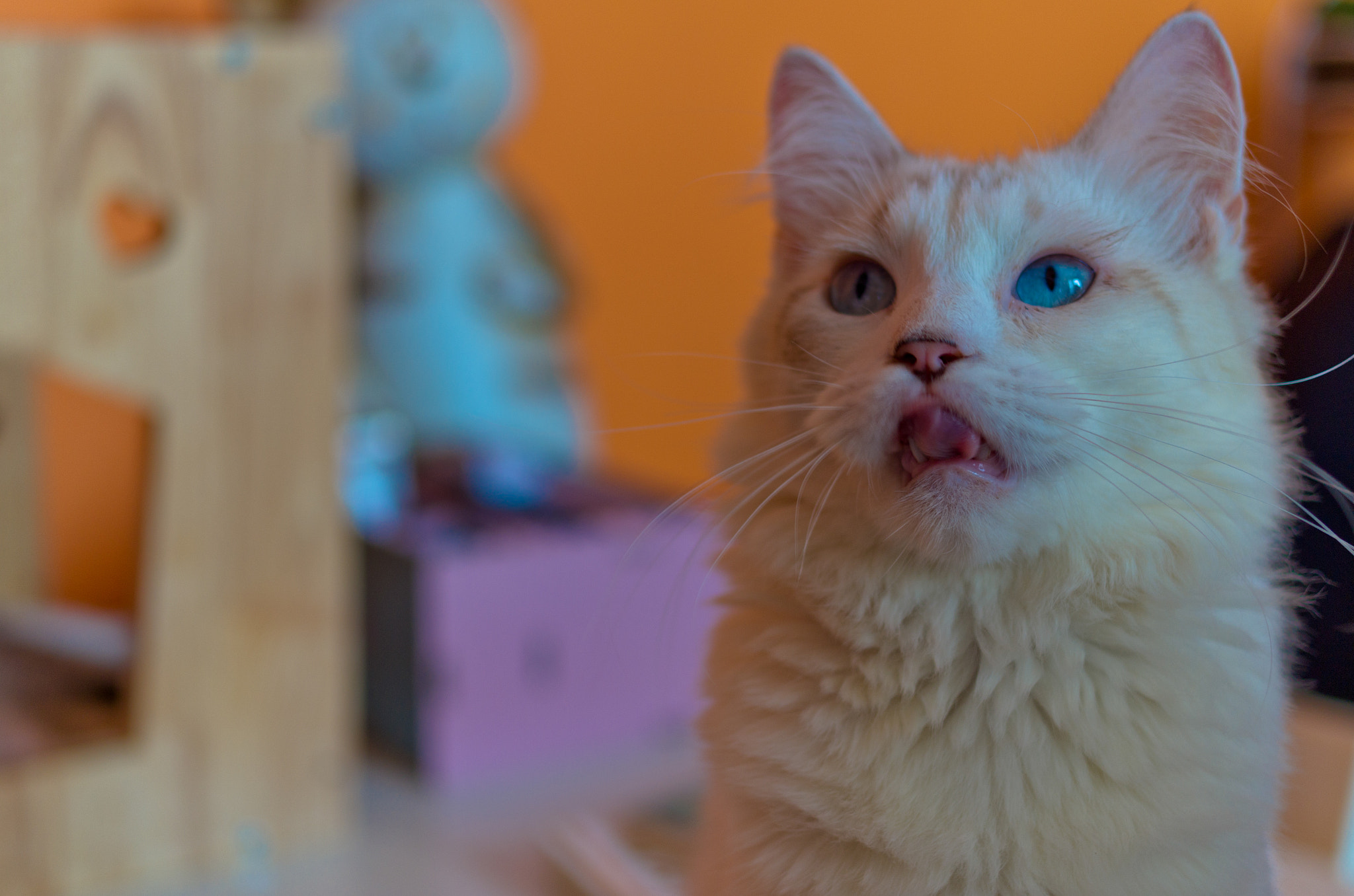 Pentax K-50 + Pentax smc DA 35mm F2.4 AL sample photo. Cat photography