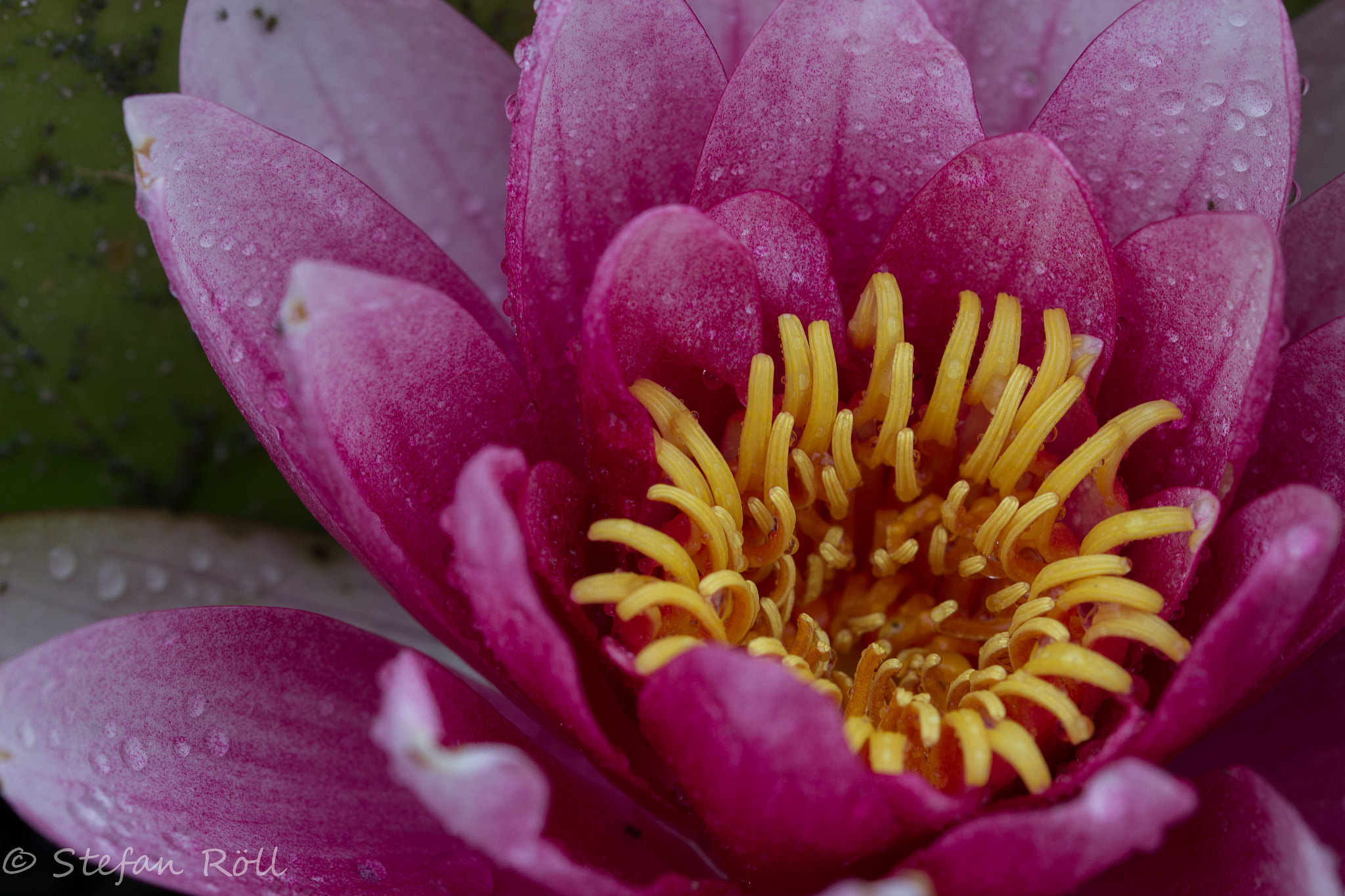 Sigma 105mm F2.8 EX DG OS HSM sample photo. Just a flower photography