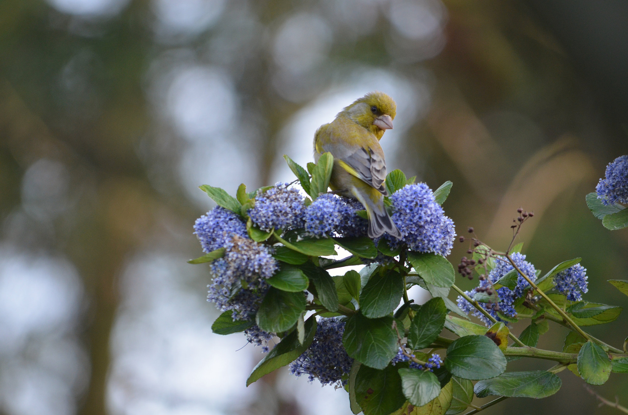 Sigma 150-500mm F5-6.3 DG OS HSM sample photo. A quick look photography