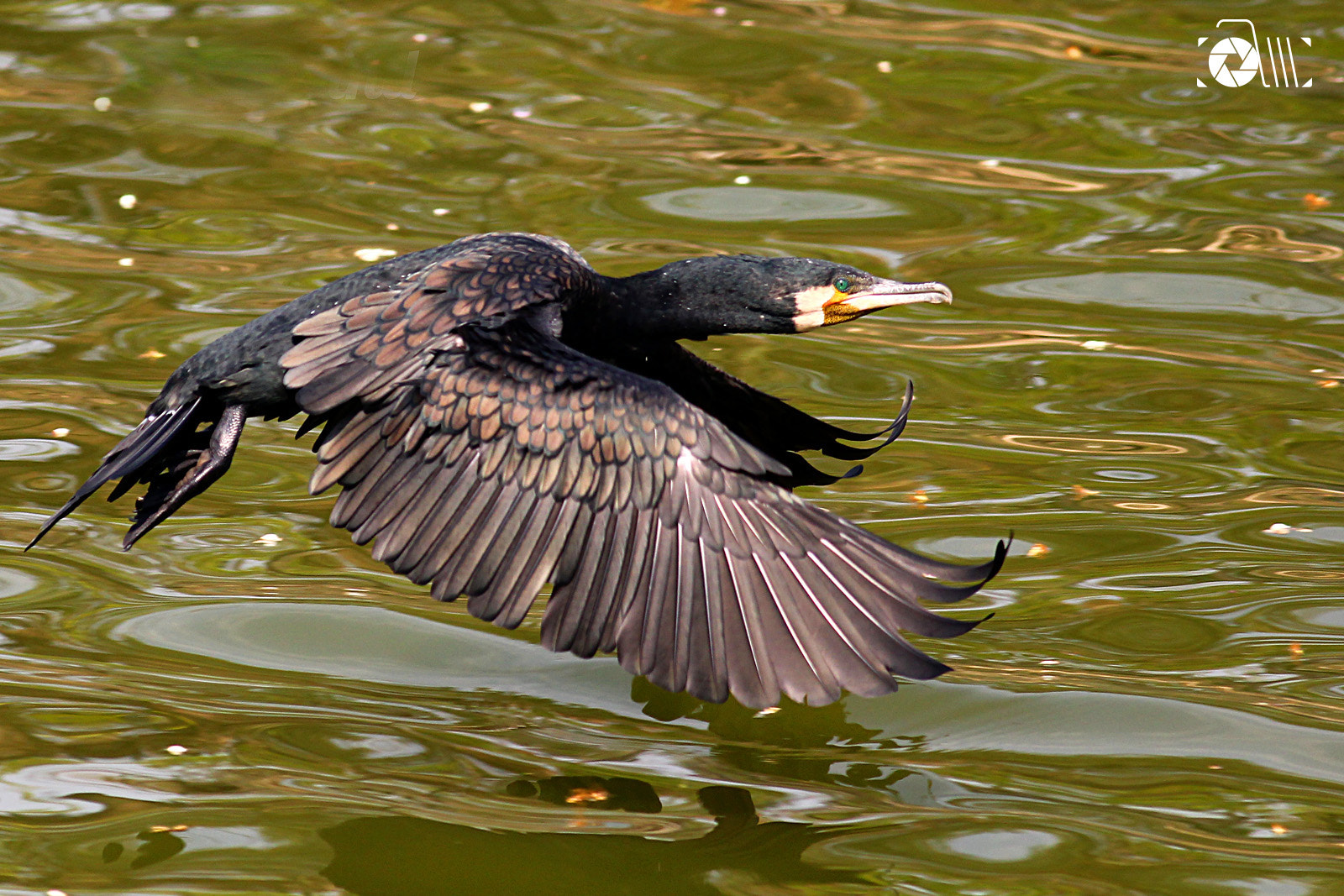 Canon EOS 550D (EOS Rebel T2i / EOS Kiss X4) + Canon EF 400mm F5.6L USM sample photo. Great cormorant photography