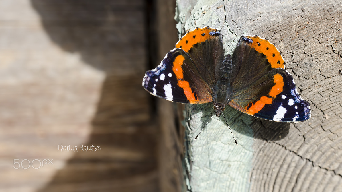 Sigma 150mm F2.8 EX DG OS Macro HSM sample photo. On wall. photography