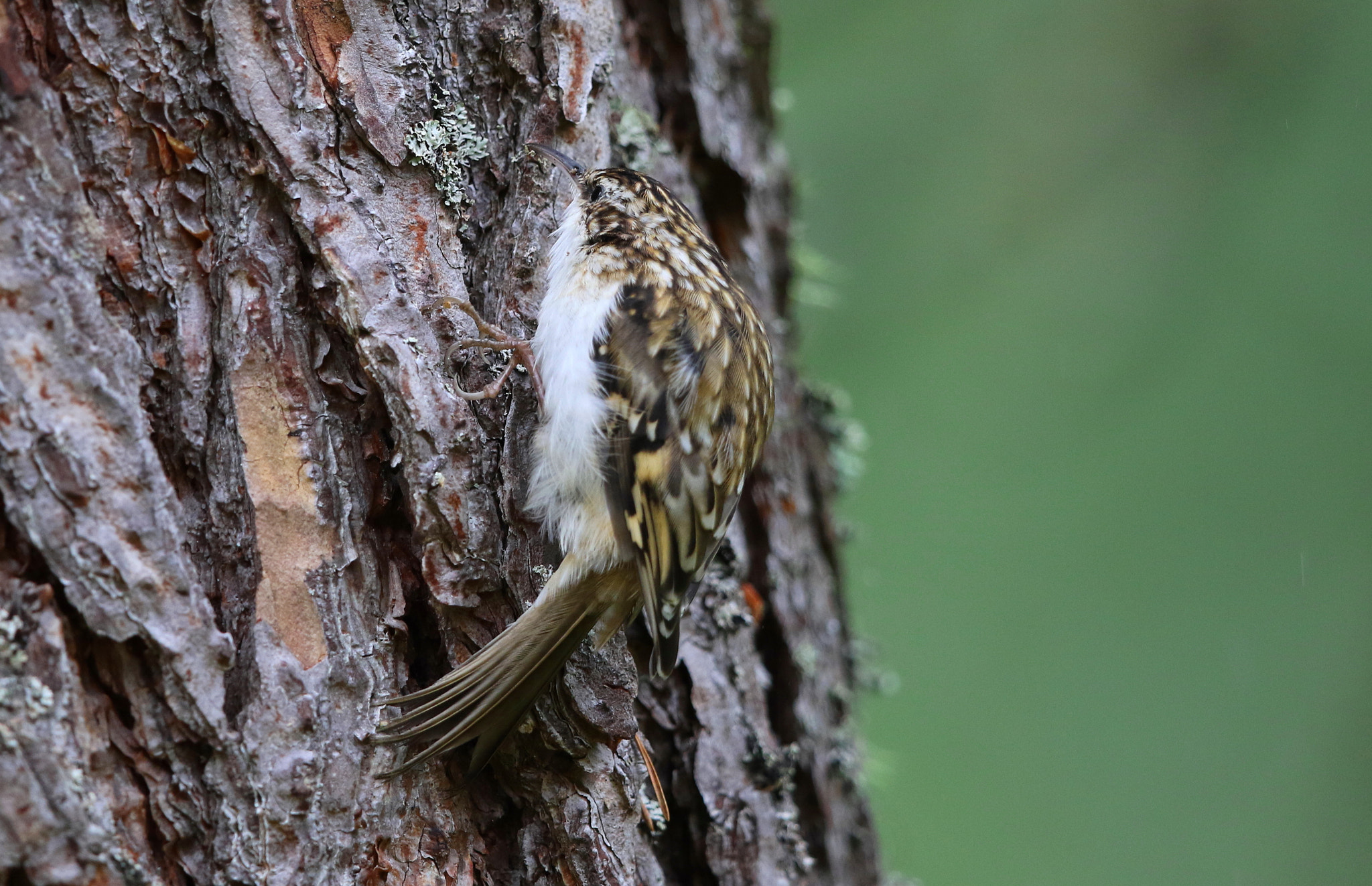 Canon EF 500mm F4L IS II USM sample photo. Treecreeper photography