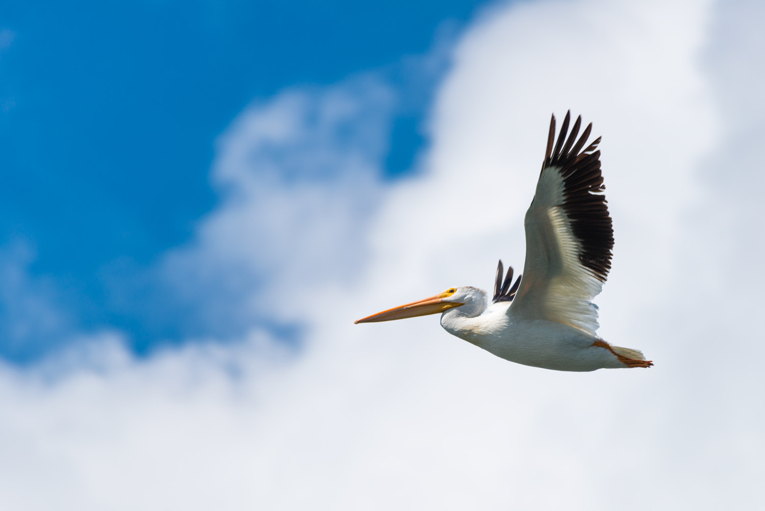 Sigma 150-500mm F5-6.3 DG OS HSM sample photo. In flight photography