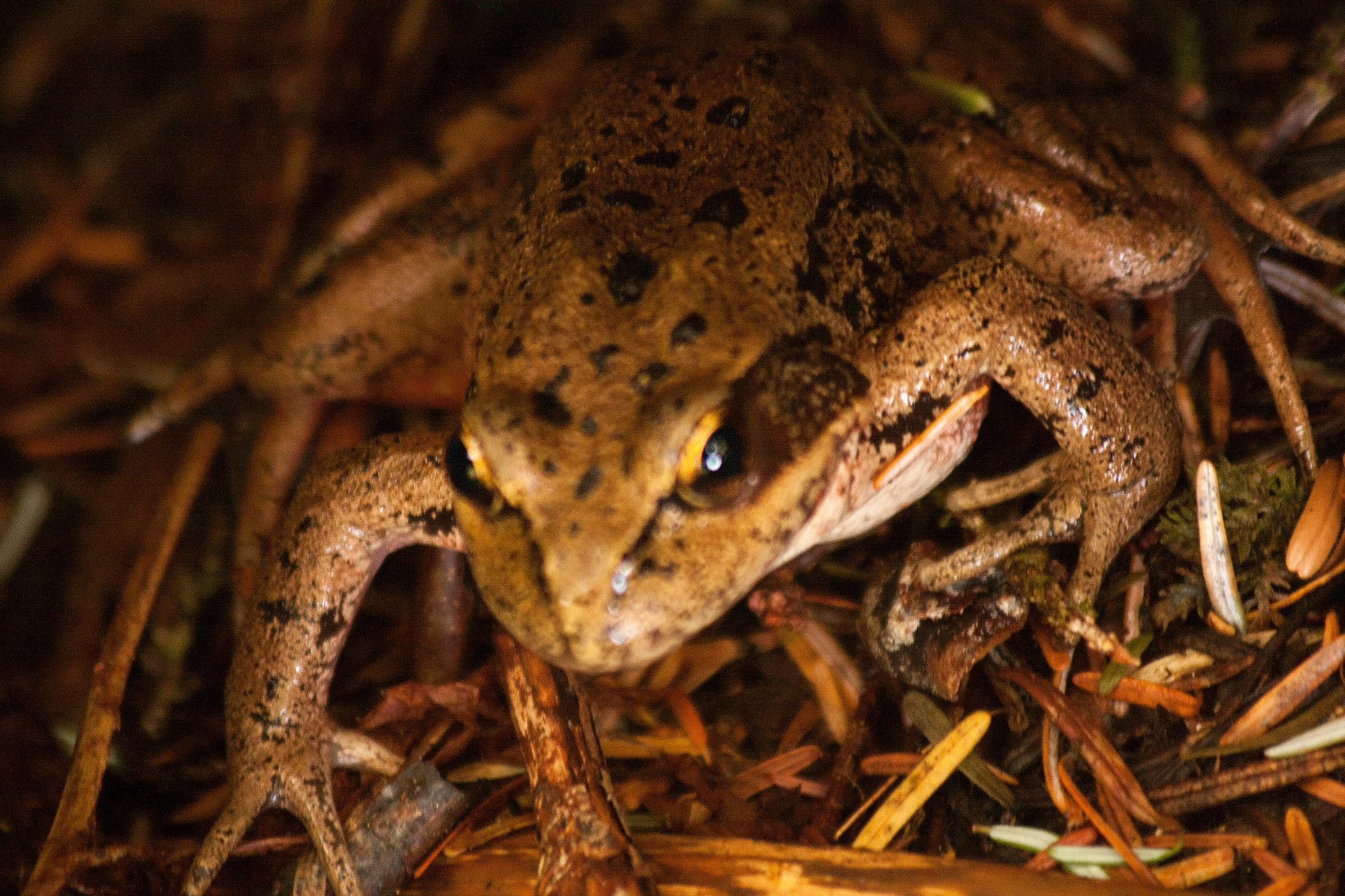 Canon EF 70-300mm F4-5.6 IS USM sample photo. Frog photography