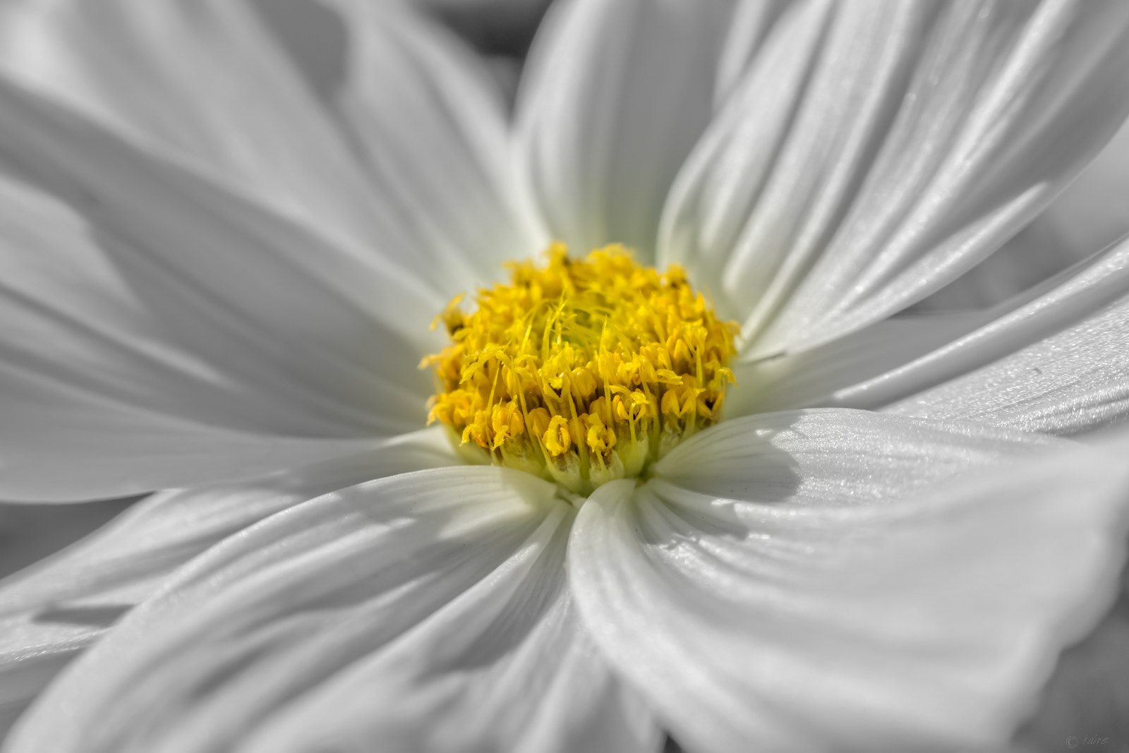 Tamron AF 55-200mm F4-5.6 Di II LD Macro sample photo. Cosmos photography